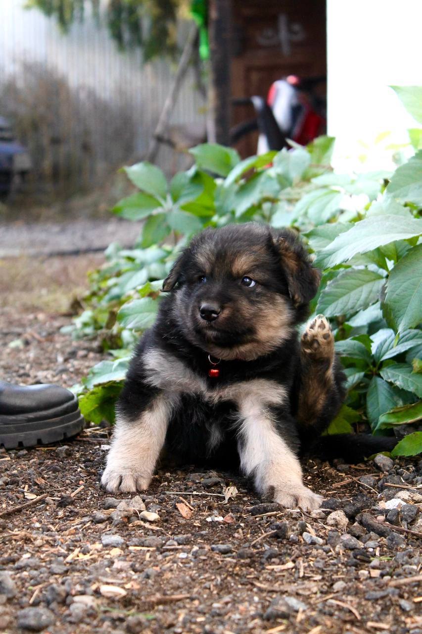 Pikabushniki, who wants puppies? - Puppies, Dog, Pets, Moscow, Moscow region, Helping animals, In good hands, Longpost