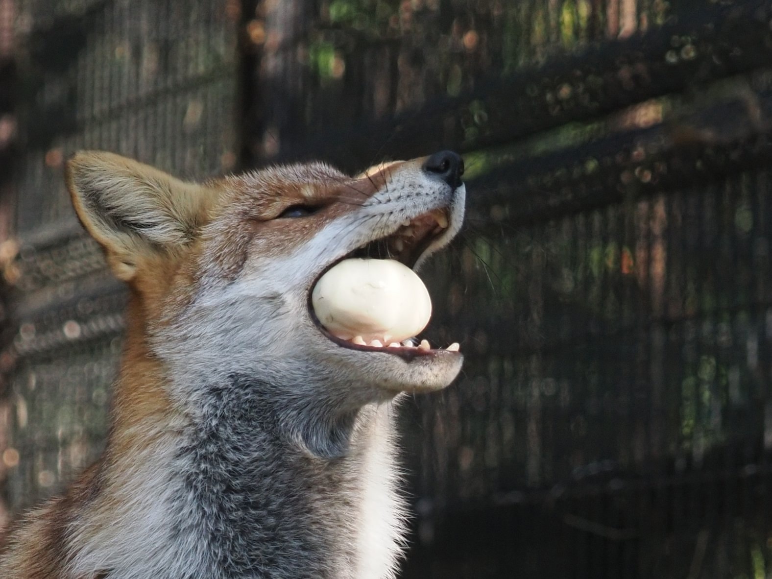 When food flies into your mouth... - The photo, Fox, Animals, In the animal world, Food, Longpost