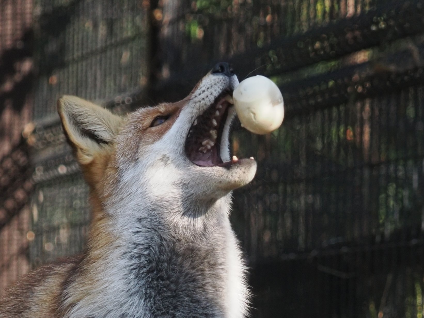 When food flies into your mouth... - The photo, Fox, Animals, In the animal world, Food, Longpost