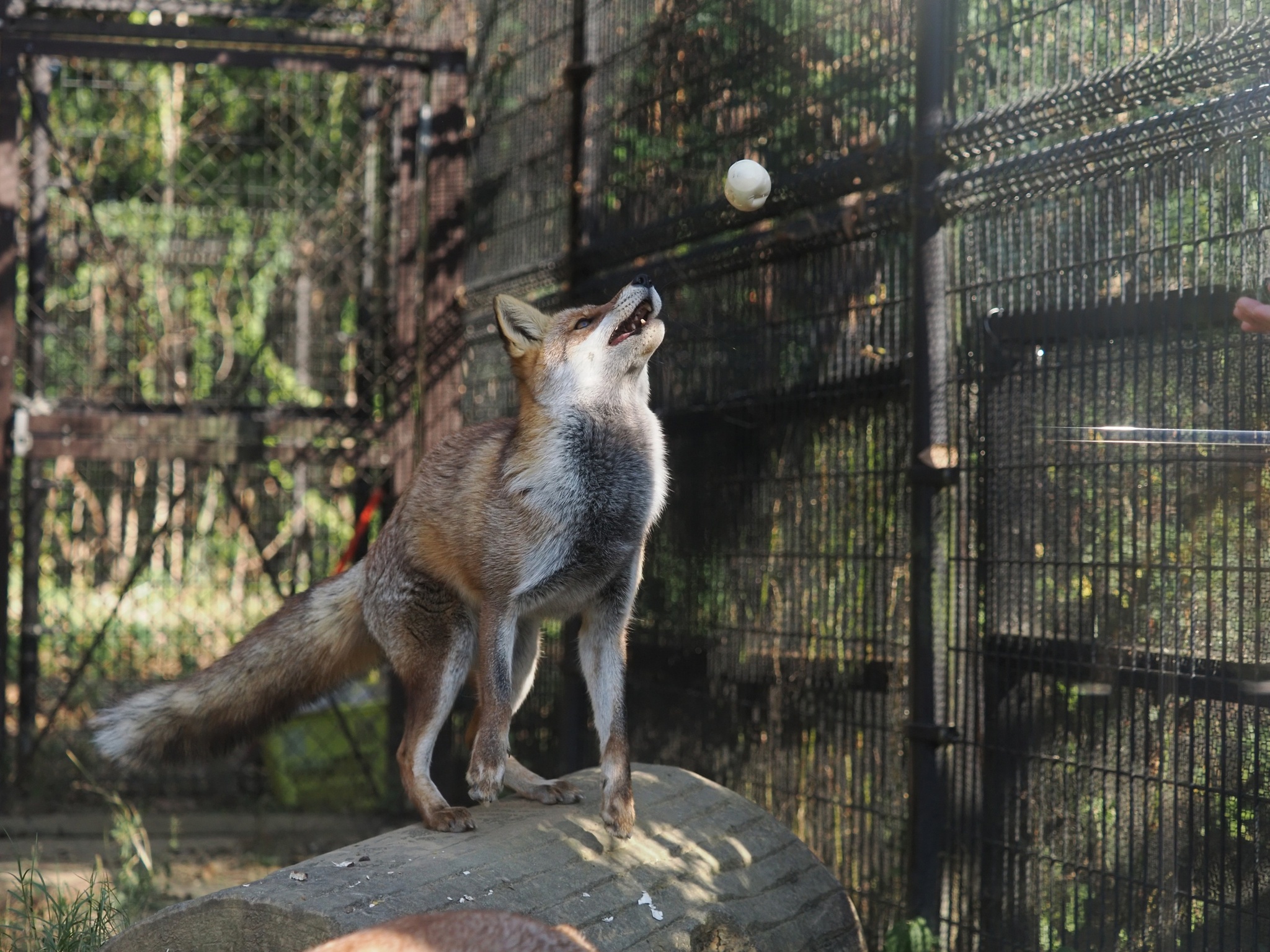 When food flies into your mouth... - The photo, Fox, Animals, In the animal world, Food, Longpost