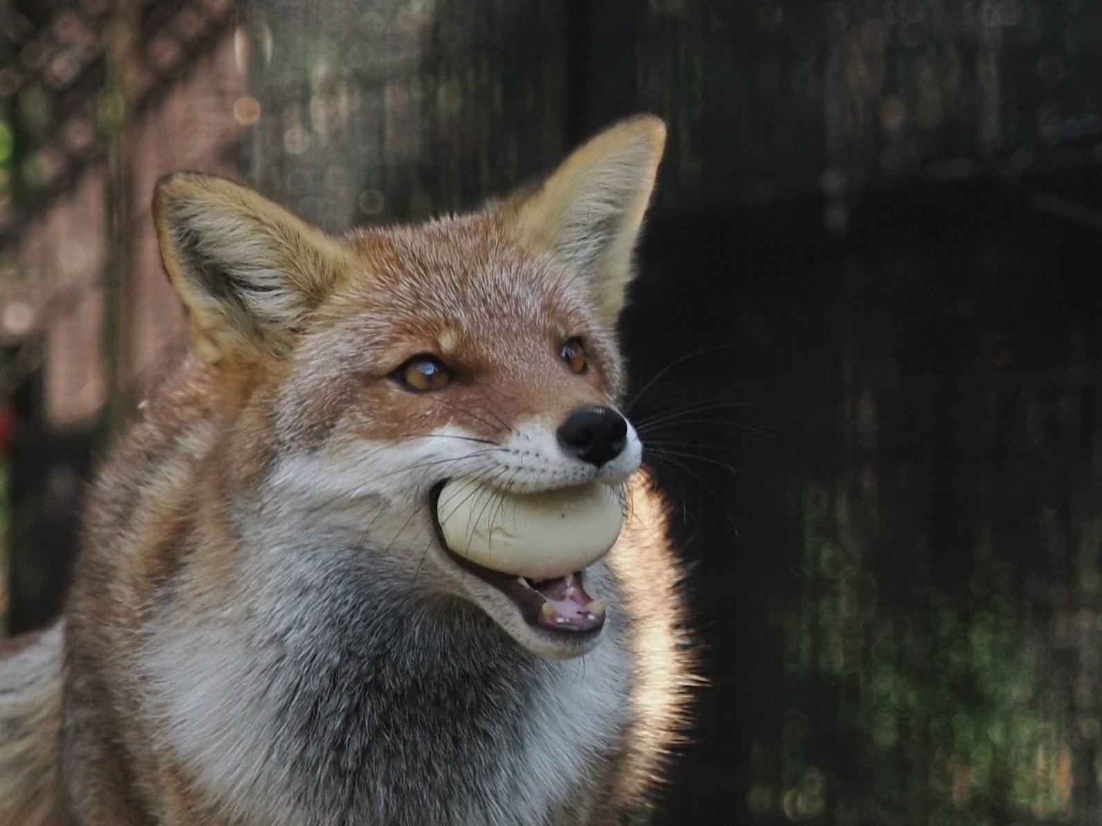 When food flies into your mouth... - The photo, Fox, Animals, In the animal world, Food, Longpost