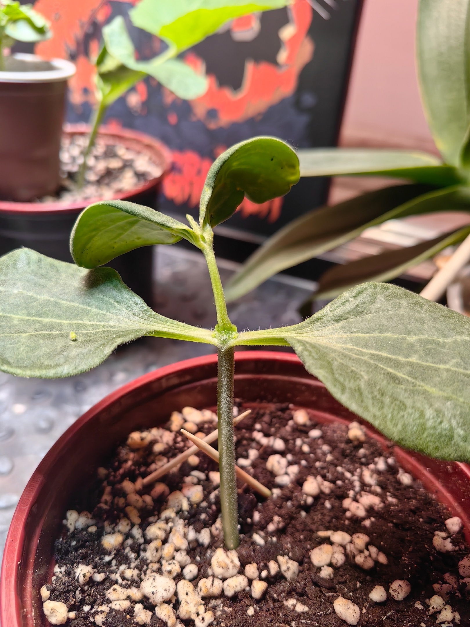 Growing a Giant Watermelon in My Apartment. Part 1 - My, Garden, Gardening, Vegetables, Plants, Garden, Watermelon, Houseplants, Longpost