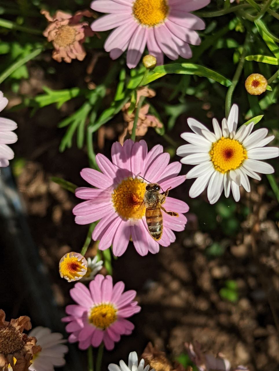 First beekeeping season - My, Beekeeping, Bees, Hobby, Video, Vertical video, Longpost