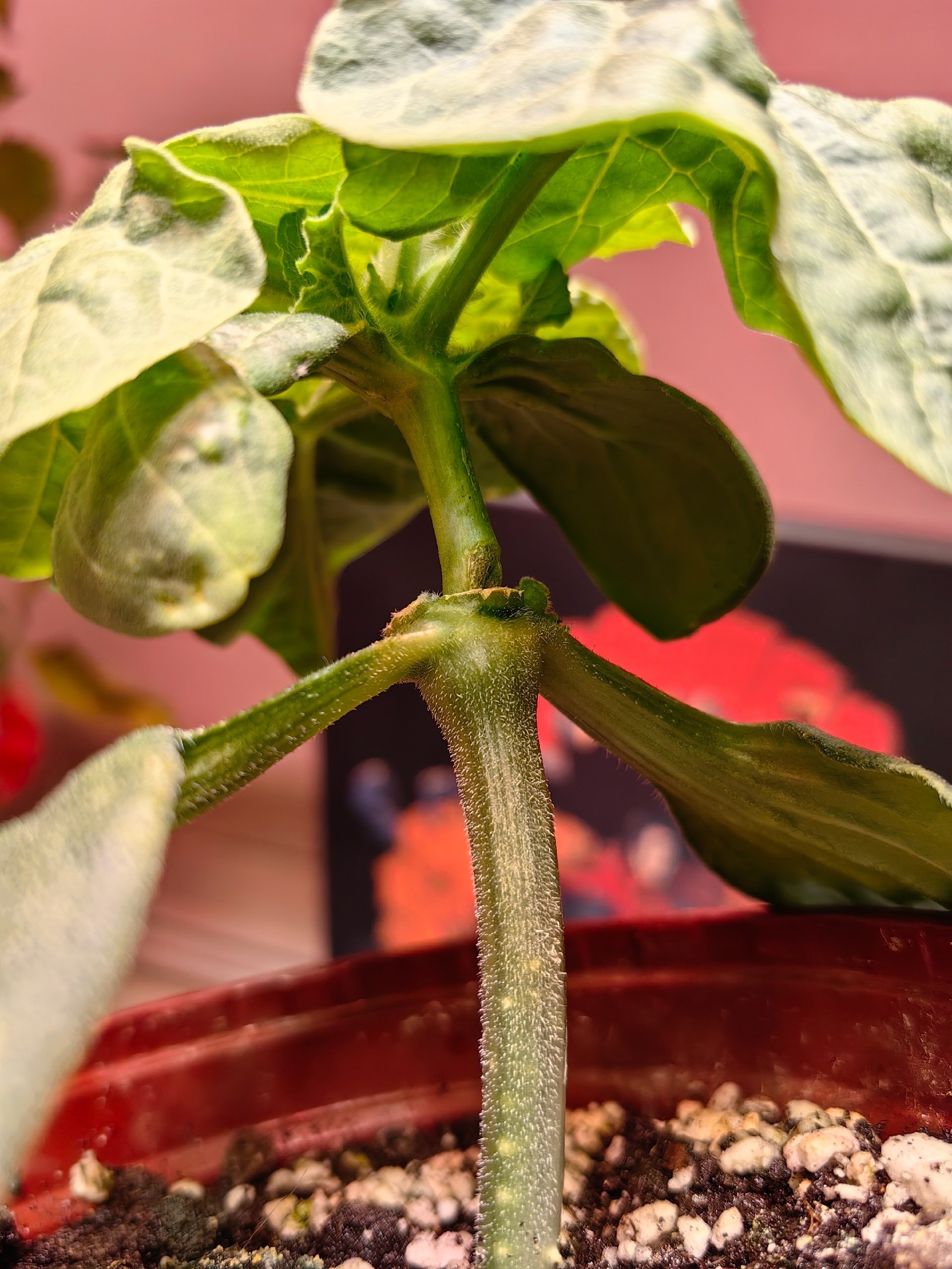 Growing a Giant Watermelon in My Apartment. Part 1 - My, Garden, Gardening, Vegetables, Plants, Garden, Watermelon, Houseplants, Longpost