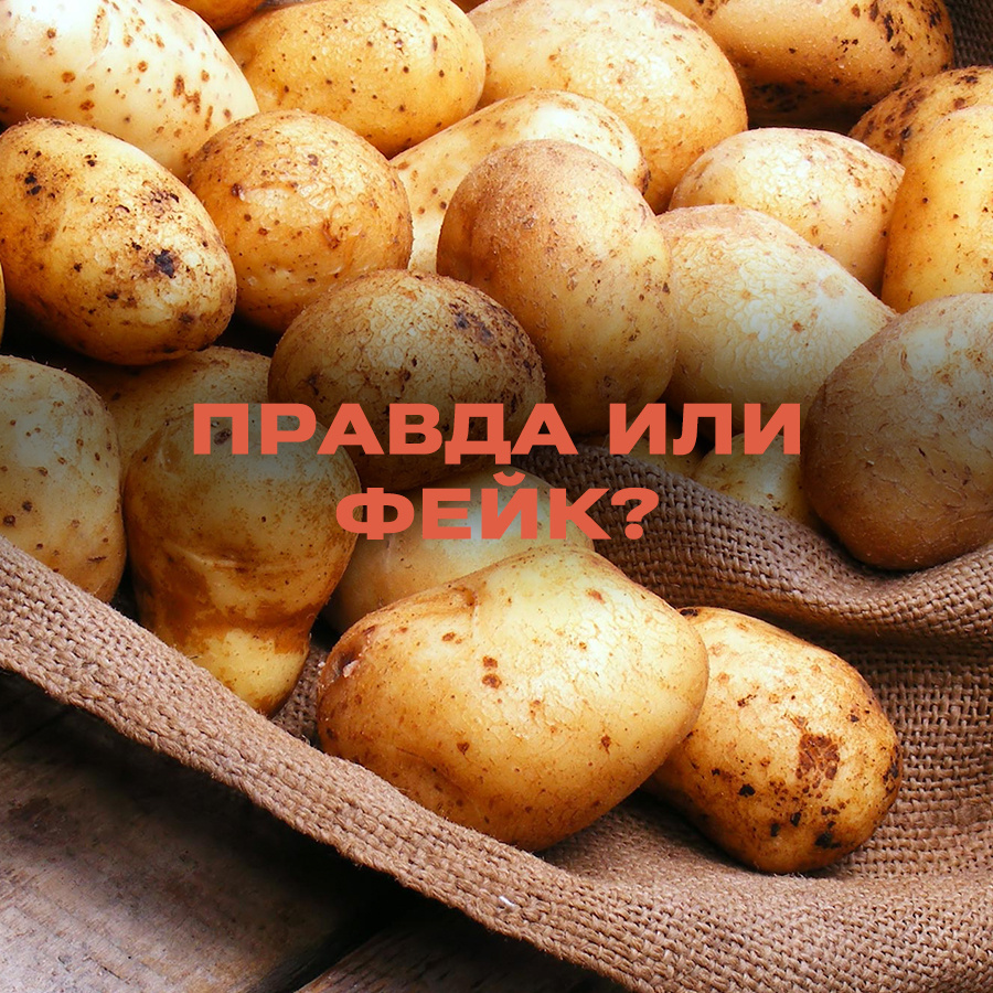 Is it true that Russia is facing a potato shortage? - Media and press, Fake news, news, Import, Economy, Сельское хозяйство, Potato, Seeds, Quota, Moa, Harvest, Longpost