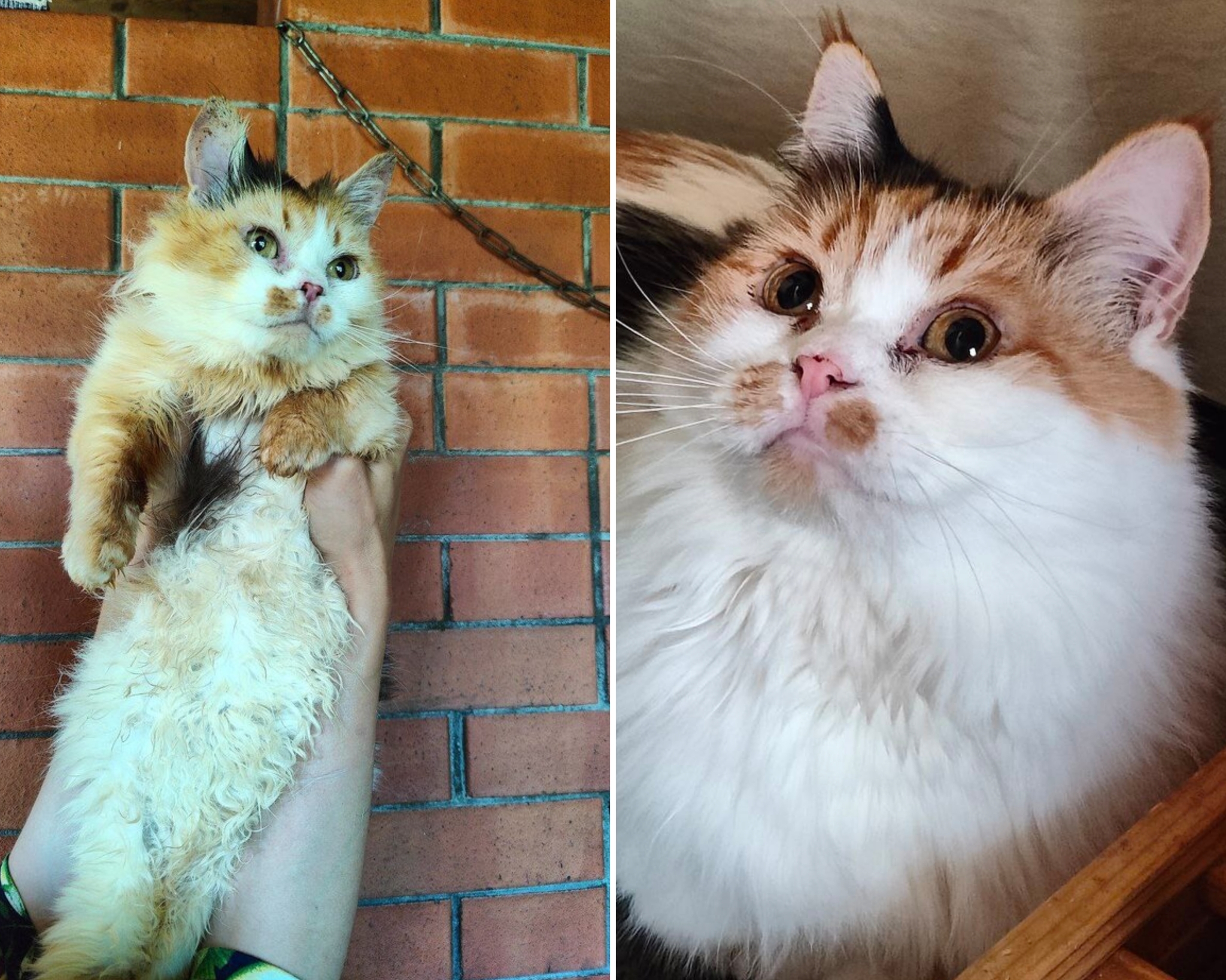 Continuation of the post Before and after from Three-colored Munchkin from the hellish barn, who was dying from pyrometers - My, cat, Unscrupulous breeder, Breeding, Breeders, Animal Rescue, Longpost, Video, Vertical video, Reply to post