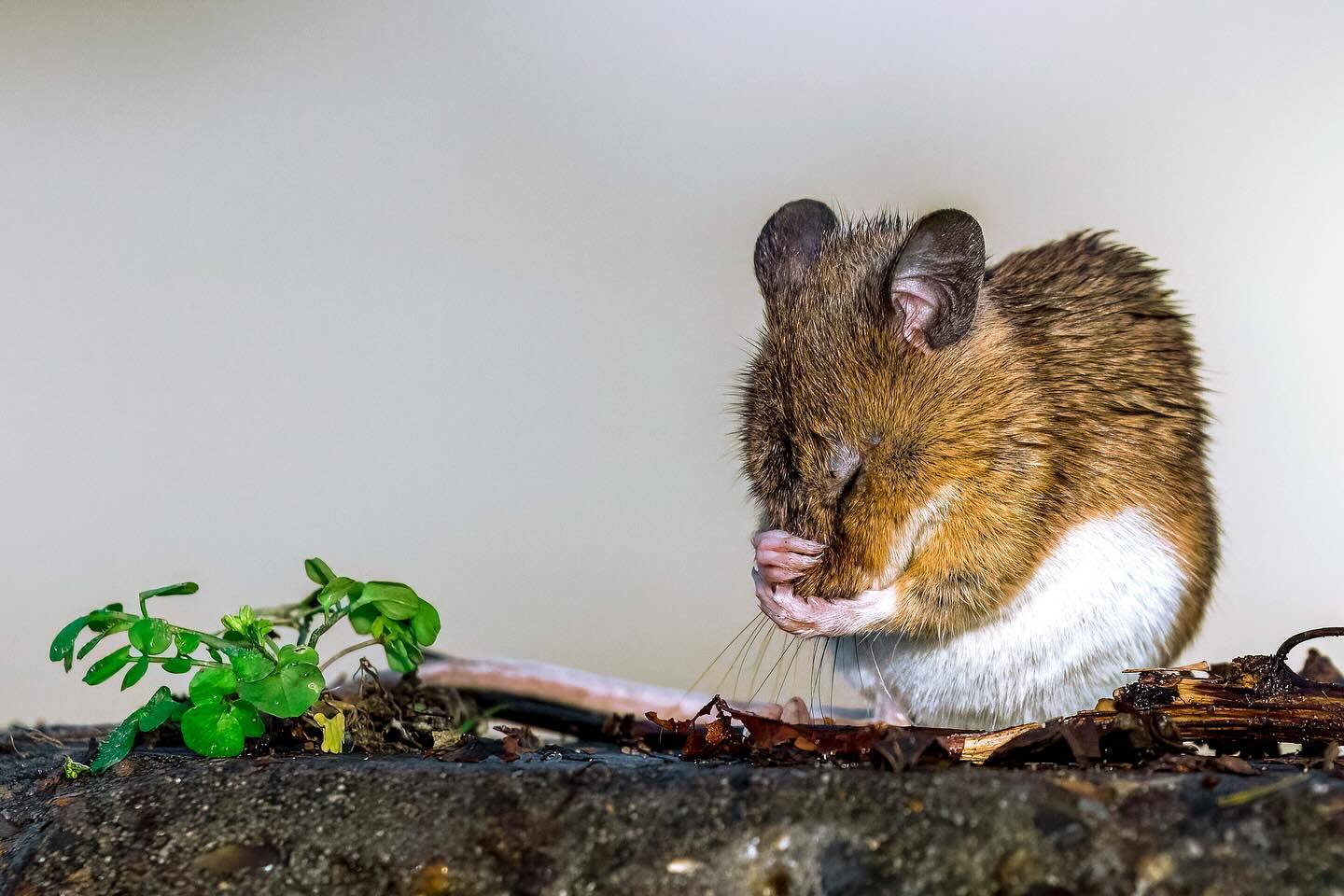 Be healthy! - Rodents, Mouse, Wild animals, wildlife, Denmark, The photo