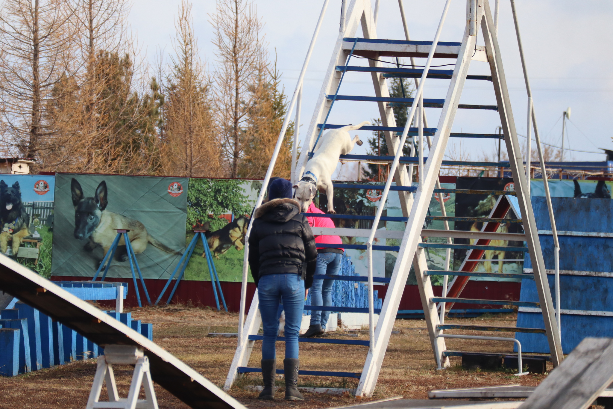 Дрессировка собак в Омске ОЦССС 03.11.2024 - Собака, Щенки, Омск, Дрессировка, Оцссс, Друг, Забота, Доброта, Собаководство, Друзья, Длиннопост