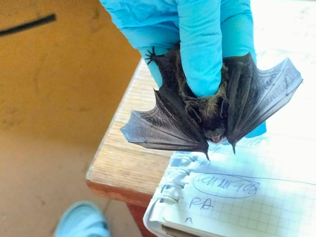 Russia's first natural colony of rare bats found in Primorye - Pipistrelle, Primorsky Krai, Bats, Bat, Rare view, Far East Marine Reserve, Wild animals, wildlife, The photo, Longpost