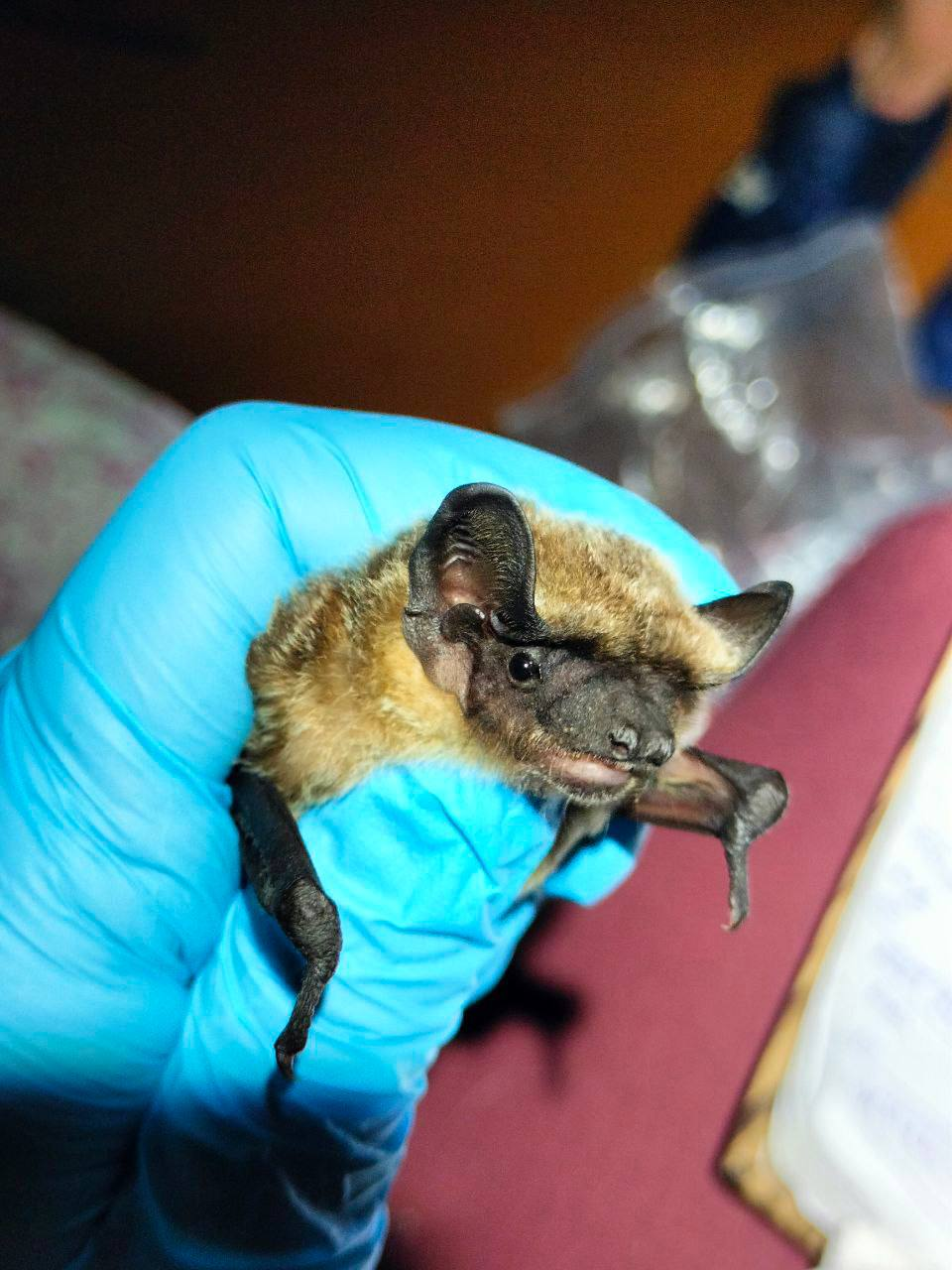 Russia's first natural colony of rare bats found in Primorye - Pipistrelle, Primorsky Krai, Bats, Bat, Rare view, Far East Marine Reserve, Wild animals, wildlife, The photo, Longpost