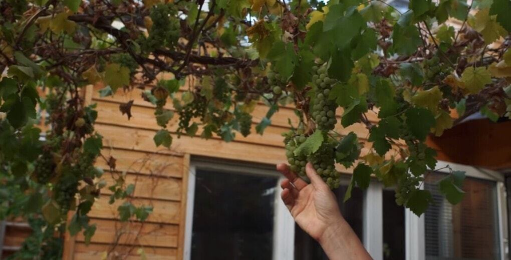 Swedish family turns their home into a giant greenhouse that's the envy of more than just tomatoes - Architecture, The property, Heating, Telegram (link), Longpost