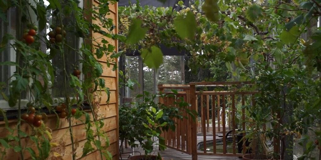 Swedish family turns their home into a giant greenhouse that's the envy of more than just tomatoes - Architecture, The property, Heating, Telegram (link), Longpost