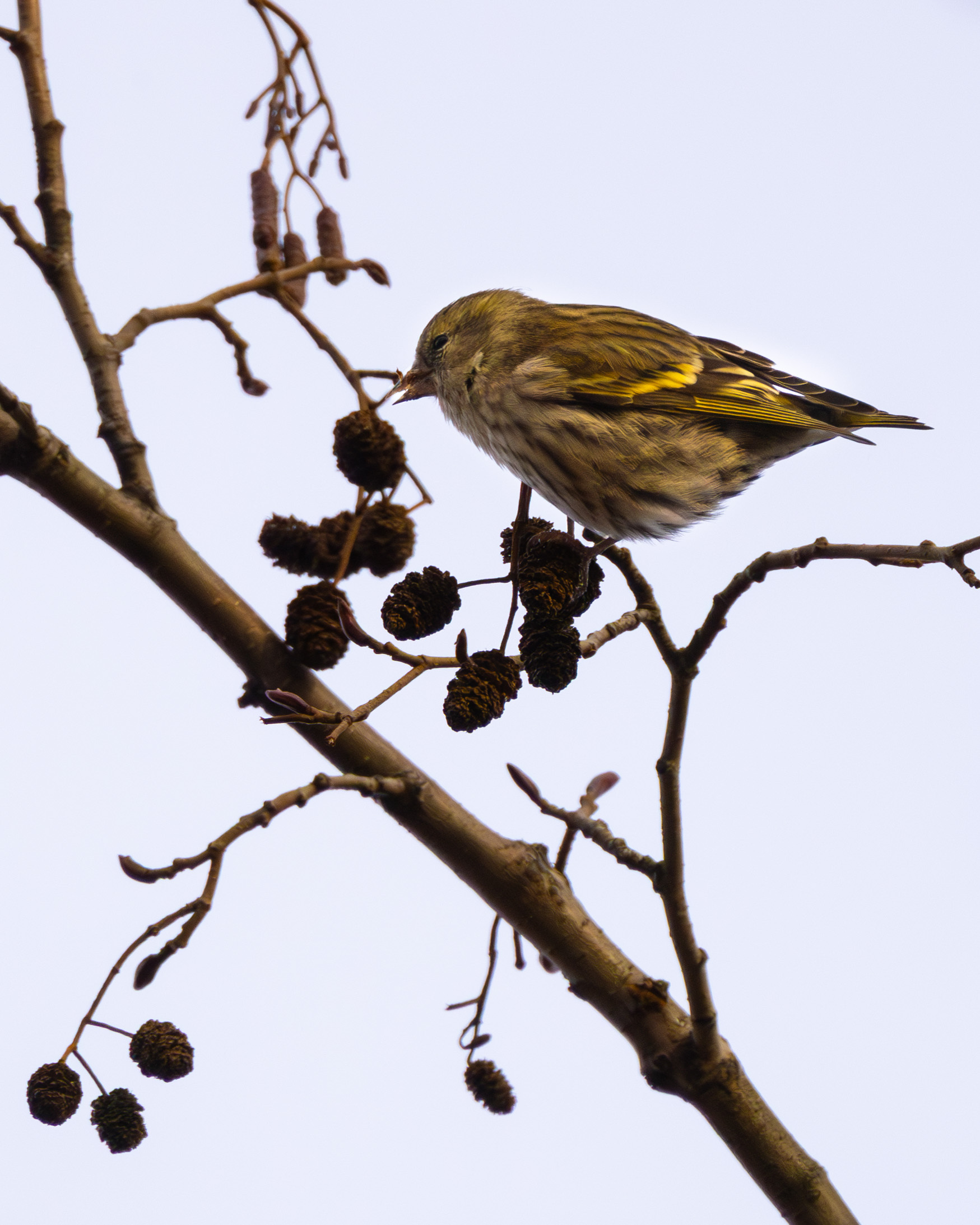 Siskins - My, Bird watching, Siskin, Birds, Ornithology League, Saint Petersburg, Longpost