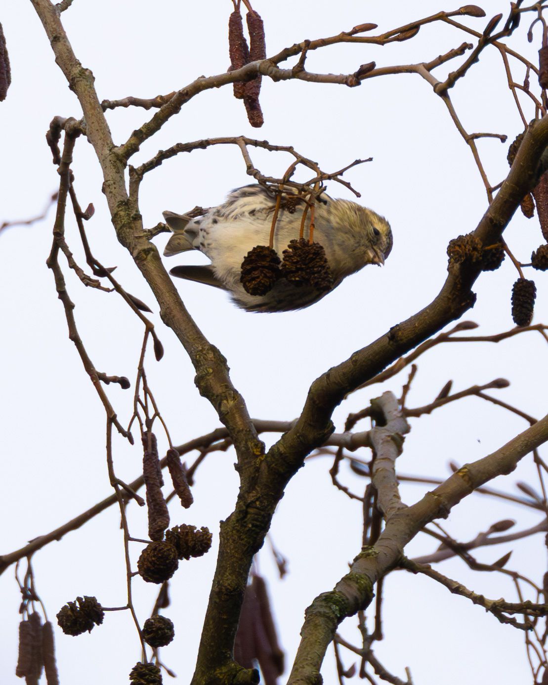 Siskins - My, Bird watching, Siskin, Birds, Ornithology League, Saint Petersburg, Longpost