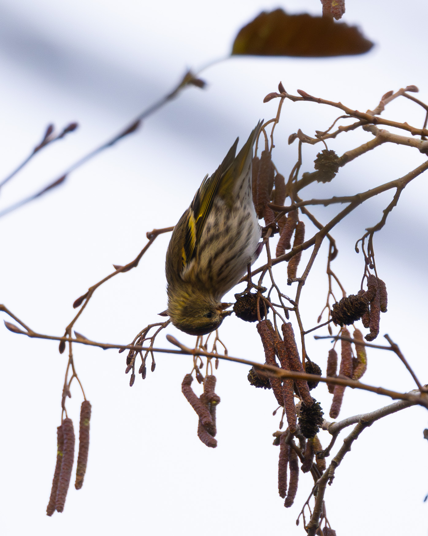 Siskins - My, Bird watching, Siskin, Birds, Ornithology League, Saint Petersburg, Longpost