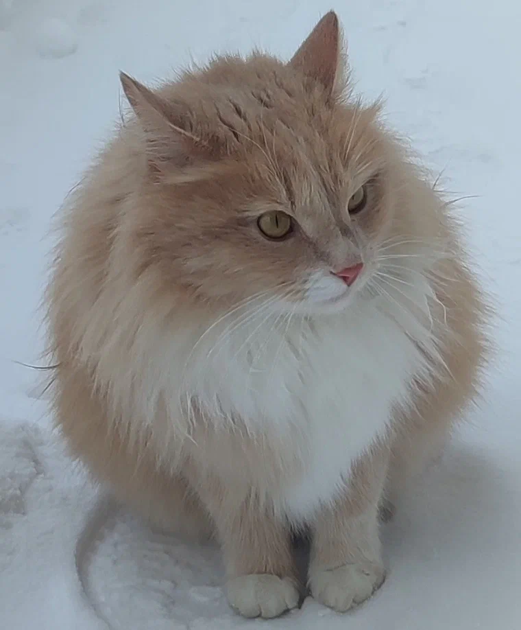 Один мой знакомый друг Персик. Он же Персиваль, он же Персидзе, он же Персинянский - Моё, Кот, Дружба, Деревня, Рыжие, Персики, Длиннопост