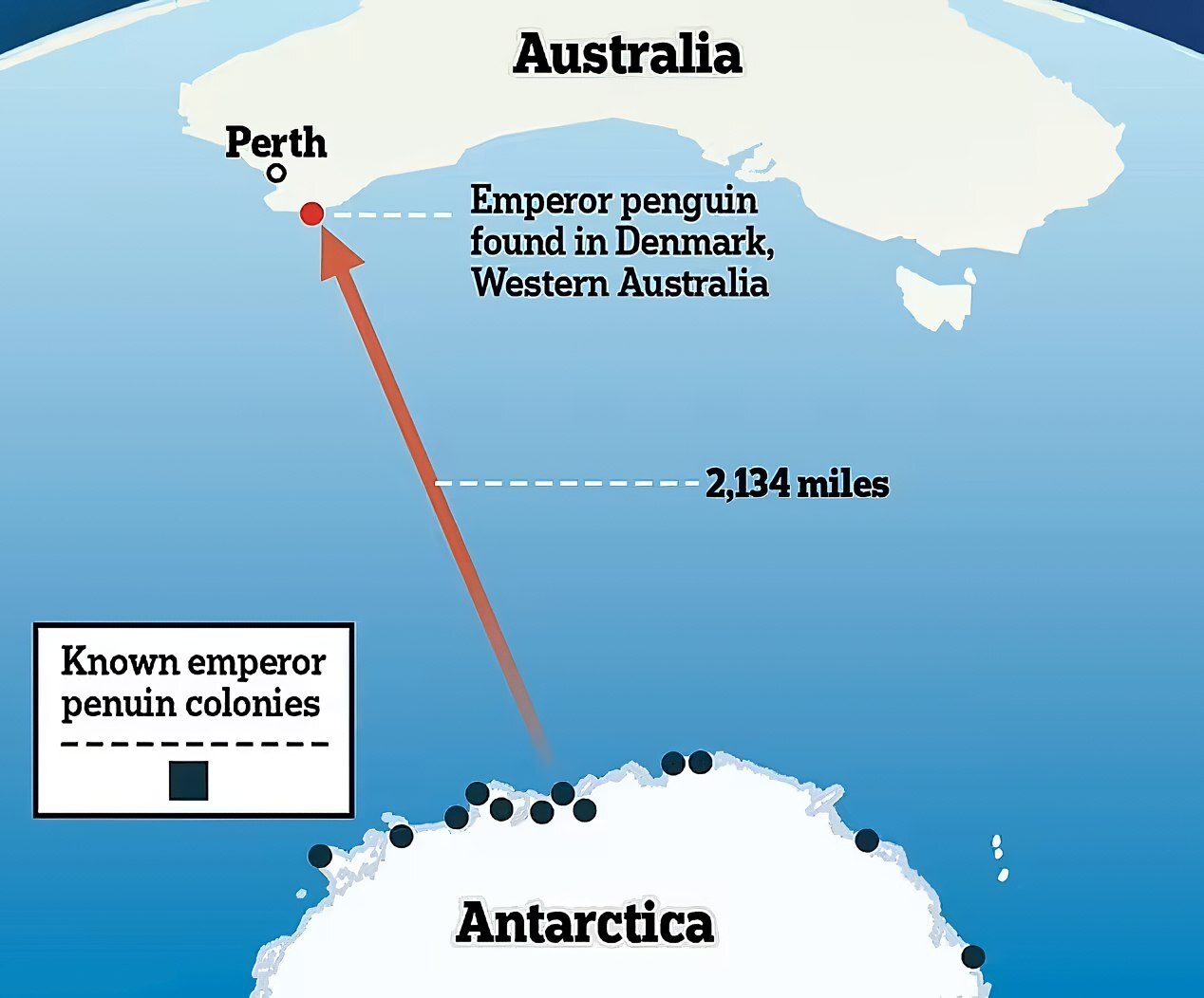 Skipper on a special mission - Australia, Penguins, Antarctic, Longpost