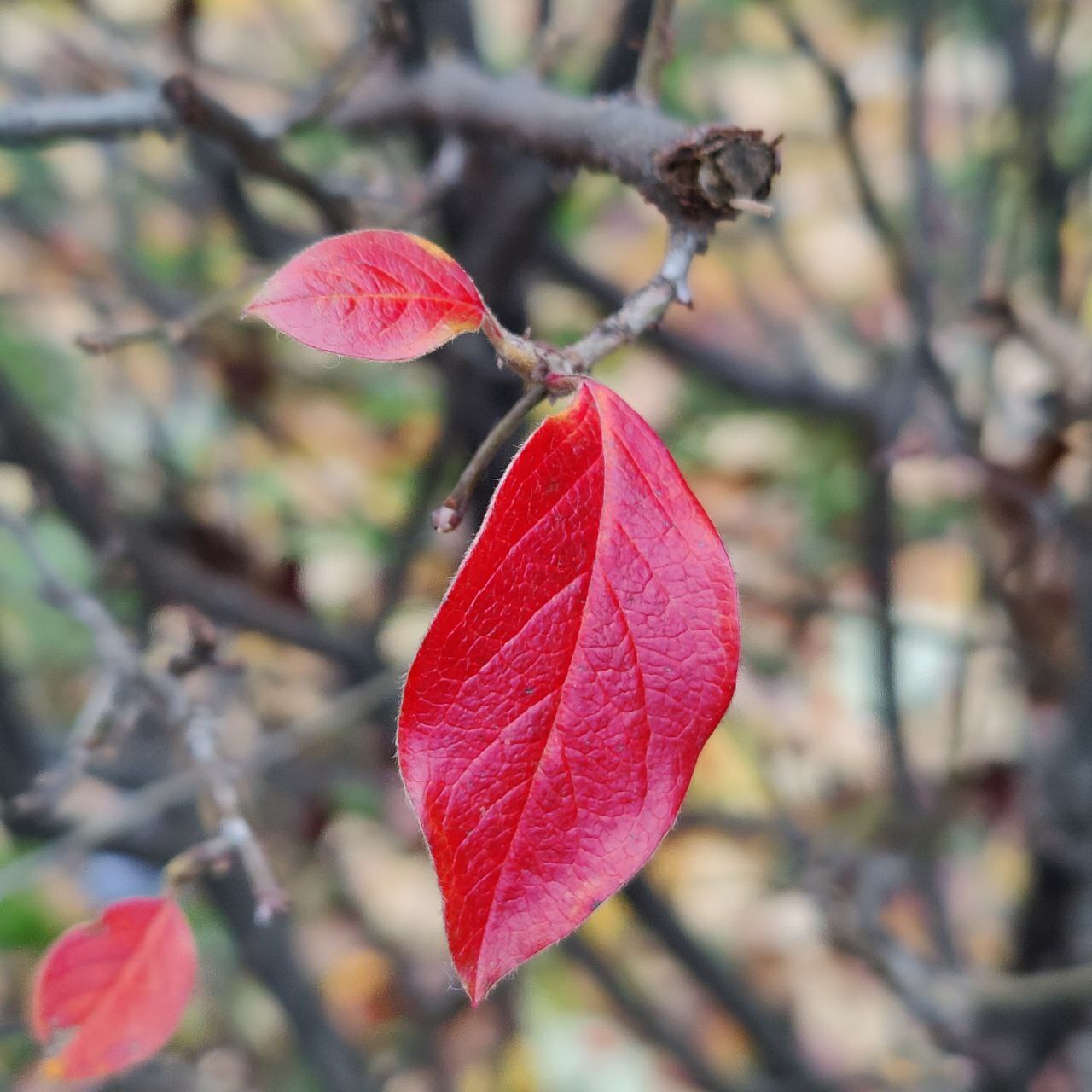 Autumn colours - Psychology, Person, Psychological help, Emotions, The senses, Autumn, Walk, Town, Nature, Leaves, Paints, Creation, Liberty, Calmness, Happiness, Love, beauty, A life, People, Self-development, Longpost