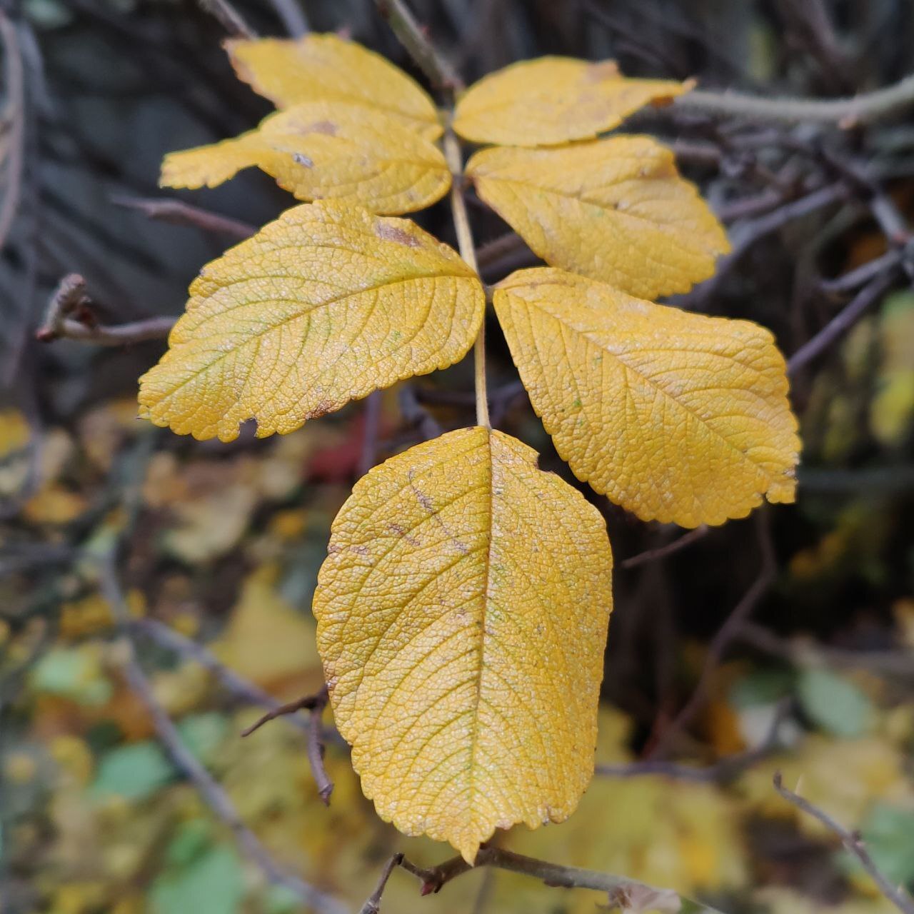 Autumn colours - Psychology, Person, Psychological help, Emotions, The senses, Autumn, Walk, Town, Nature, Leaves, Paints, Creation, Liberty, Calmness, Happiness, Love, beauty, A life, People, Self-development, Longpost