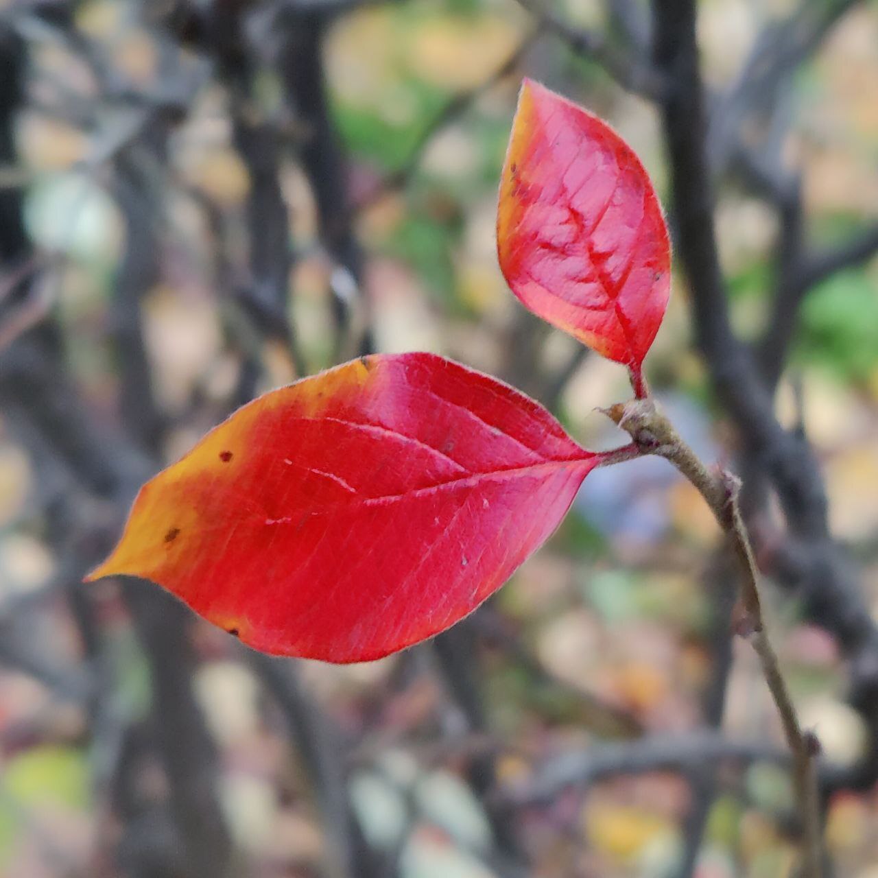 Autumn colours - Psychology, Person, Psychological help, Emotions, The senses, Autumn, Walk, Town, Nature, Leaves, Paints, Creation, Liberty, Calmness, Happiness, Love, beauty, A life, People, Self-development, Longpost