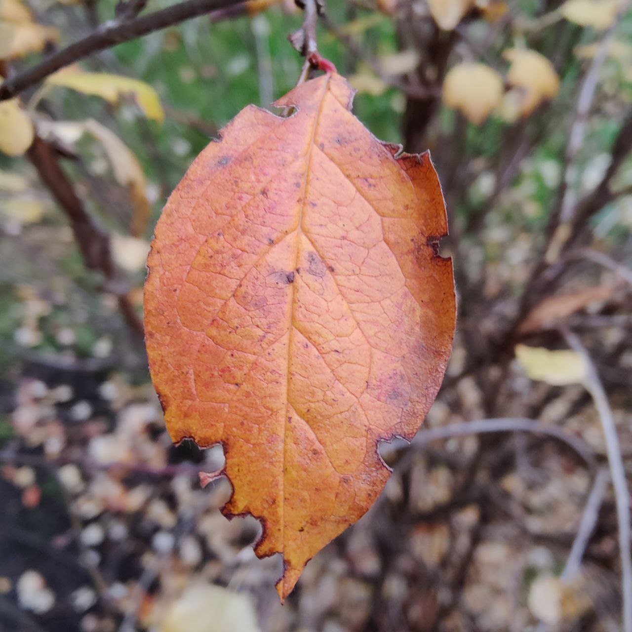 Autumn colours - Psychology, Person, Psychological help, Emotions, The senses, Autumn, Walk, Town, Nature, Leaves, Paints, Creation, Liberty, Calmness, Happiness, Love, beauty, A life, People, Self-development, Longpost