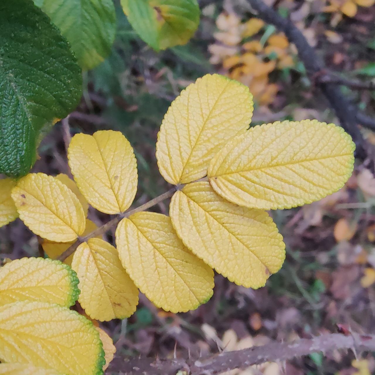 Autumn colours - Psychology, Person, Psychological help, Emotions, The senses, Autumn, Walk, Town, Nature, Leaves, Paints, Creation, Liberty, Calmness, Happiness, Love, beauty, A life, People, Self-development, Longpost