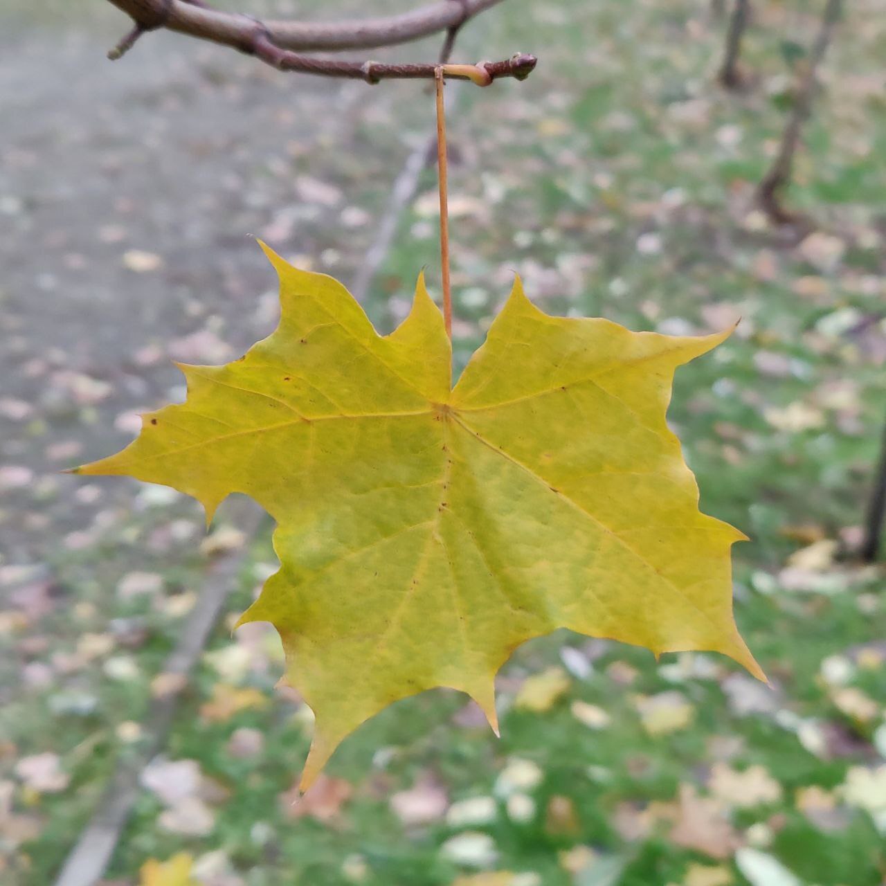 Autumn colours - Psychology, Person, Psychological help, Emotions, The senses, Autumn, Walk, Town, Nature, Leaves, Paints, Creation, Liberty, Calmness, Happiness, Love, beauty, A life, People, Self-development, Longpost