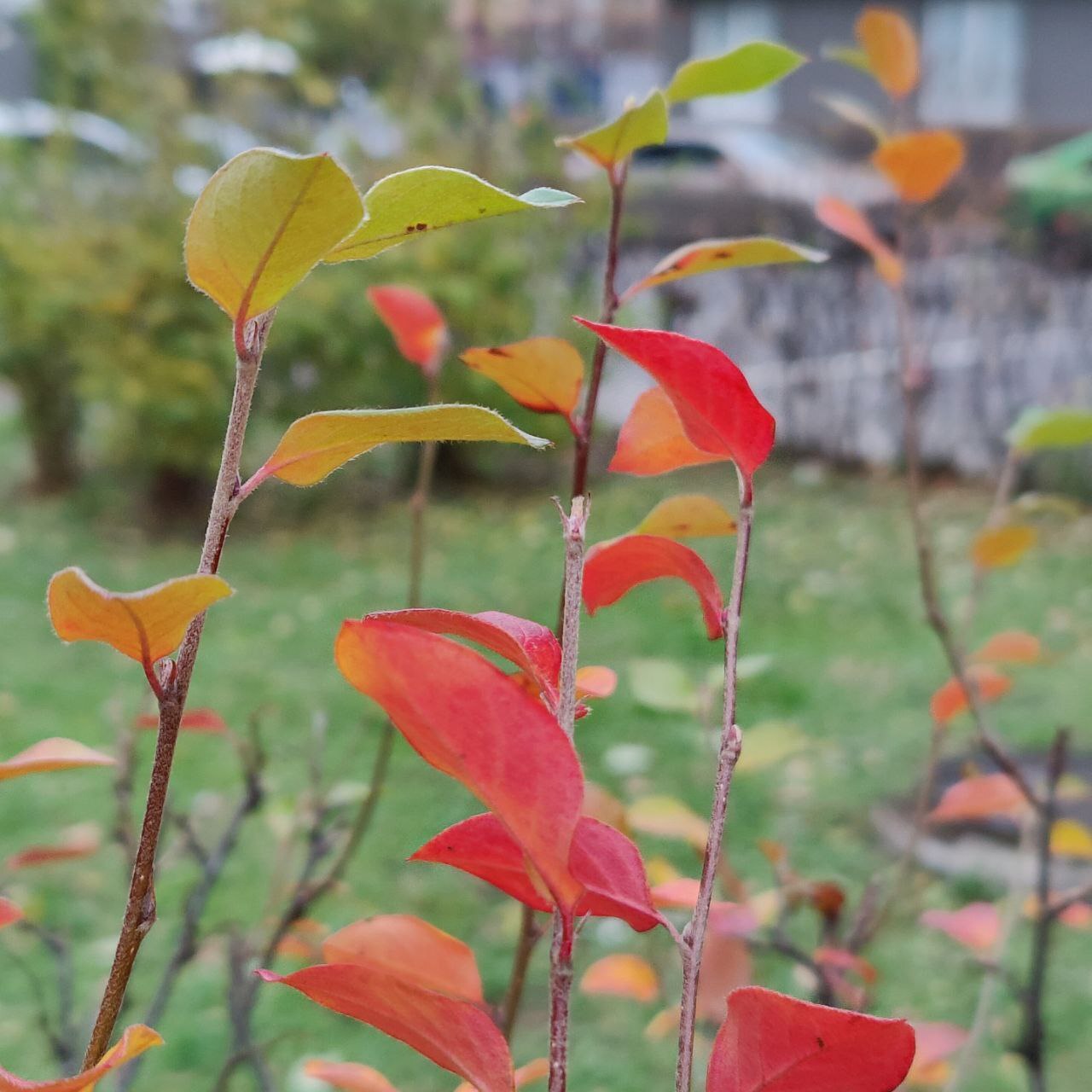 Autumn colours - Psychology, Person, Psychological help, Emotions, The senses, Autumn, Walk, Town, Nature, Leaves, Paints, Creation, Liberty, Calmness, Happiness, Love, beauty, A life, People, Self-development, Longpost