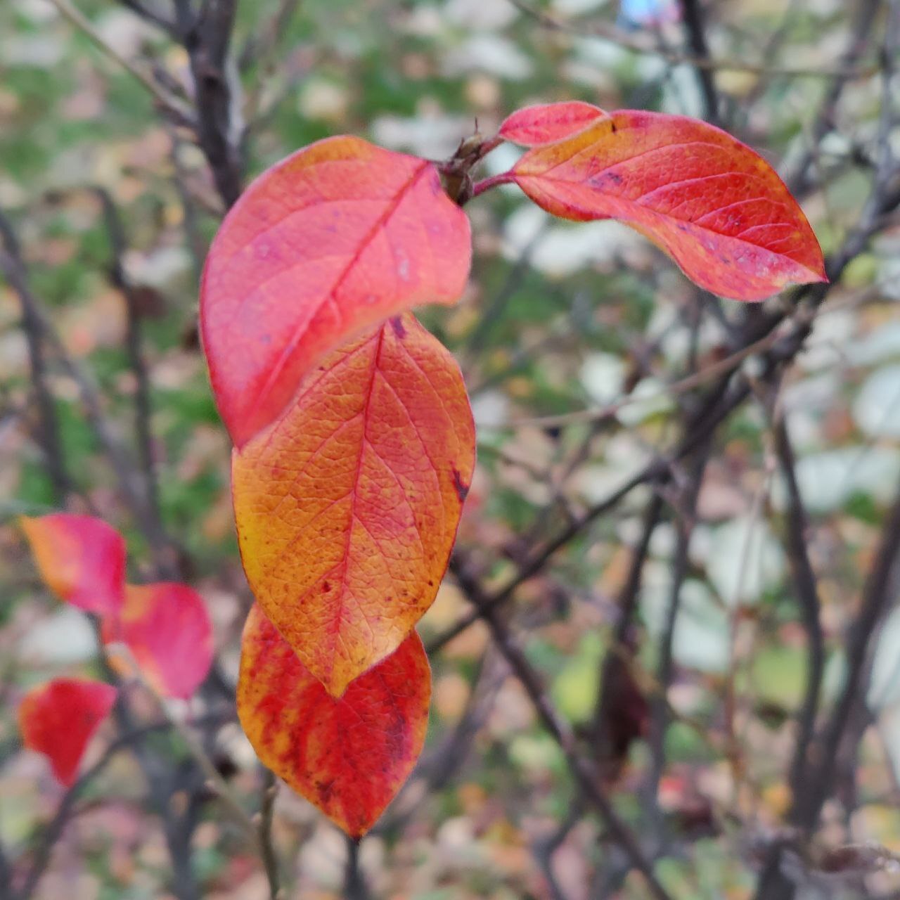 Autumn colours - Psychology, Person, Psychological help, Emotions, The senses, Autumn, Walk, Town, Nature, Leaves, Paints, Creation, Liberty, Calmness, Happiness, Love, beauty, A life, People, Self-development, Longpost