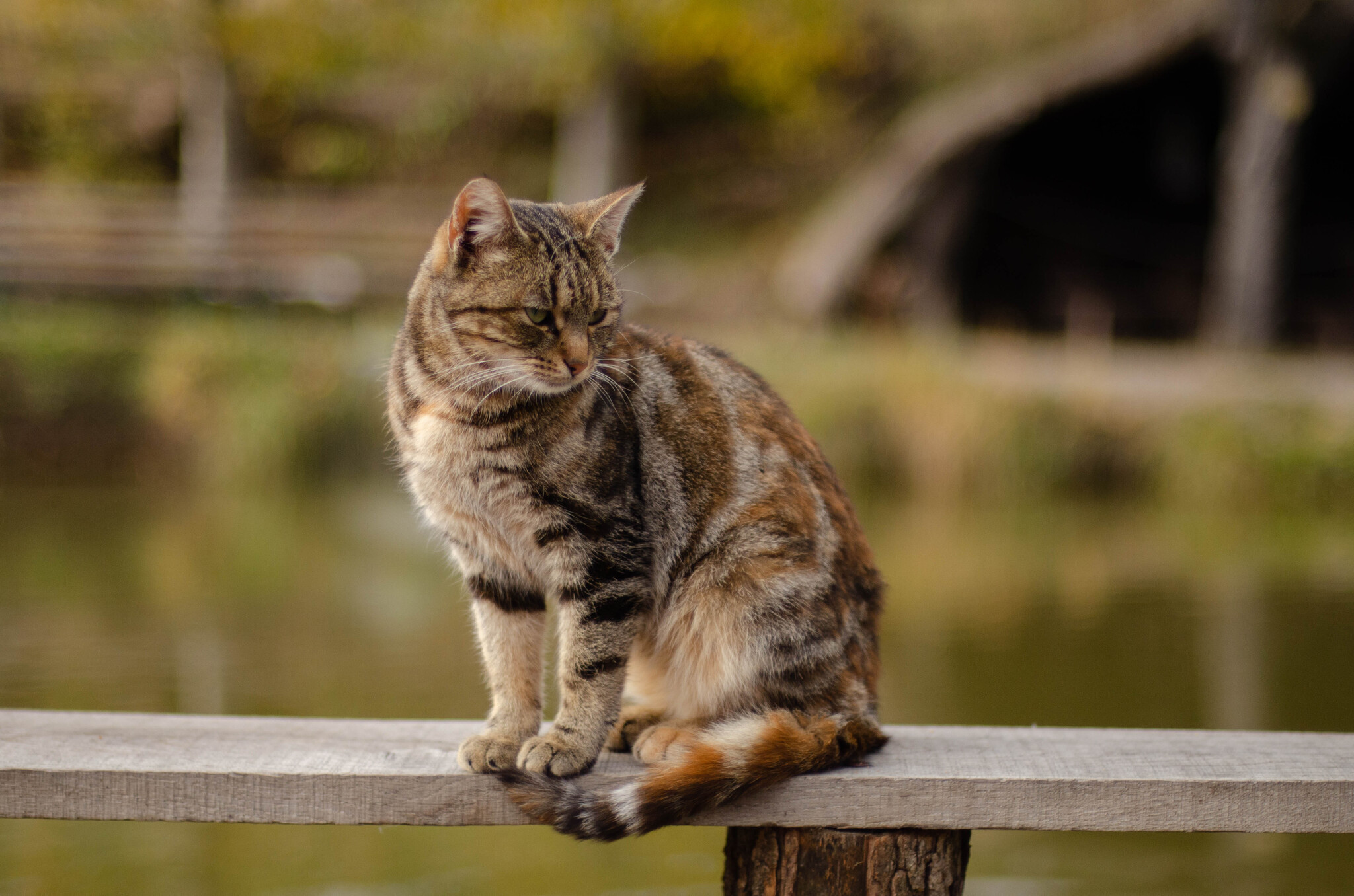 Чудо котик из Подворья на Хуторской - Моё, Кот, Погладь кота, Семейство кошачьих, Малые кошки, Пушистые, Лапки, Кошатники, Подворье, Nikon, Фотограф, Длиннопост