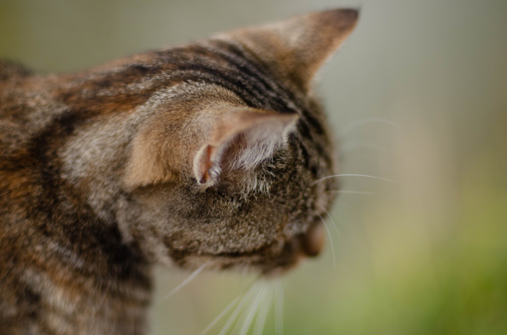 Чудо котик из Подворья на Хуторской - Моё, Кот, Погладь кота, Семейство кошачьих, Малые кошки, Пушистые, Лапки, Кошатники, Подворье, Nikon, Фотограф, Длиннопост