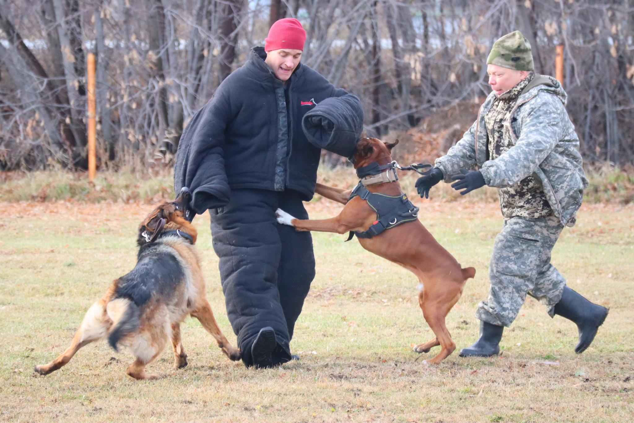 Dog training in Omsk OCSSSS 03.11.2024 - Dog, Puppies, Omsk, Training, Г“Г±Г±Г±, Friend, Care, Kindness, Dog breeding, Friends, Longpost