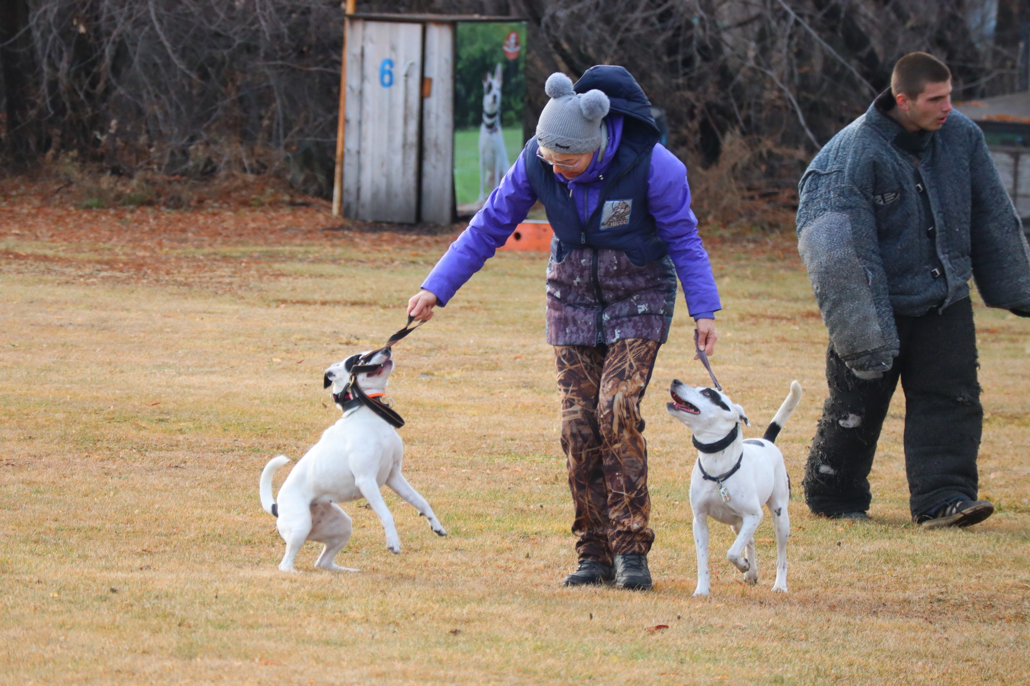 Dog training in Omsk OCSSSS 03.11.2024 - Dog, Puppies, Omsk, Training, Г“Г±Г±Г±, Friend, Care, Kindness, Dog breeding, Friends, Longpost