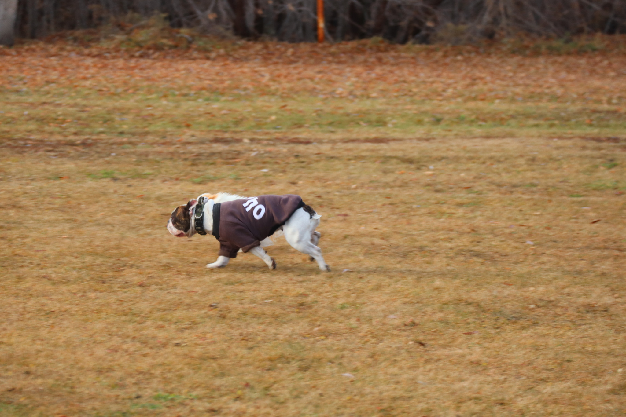 Dog training in Omsk OCSSSS 03.11.2024 - Dog, Puppies, Omsk, Training, Г“Г±Г±Г±, Friend, Care, Kindness, Dog breeding, Friends, Longpost