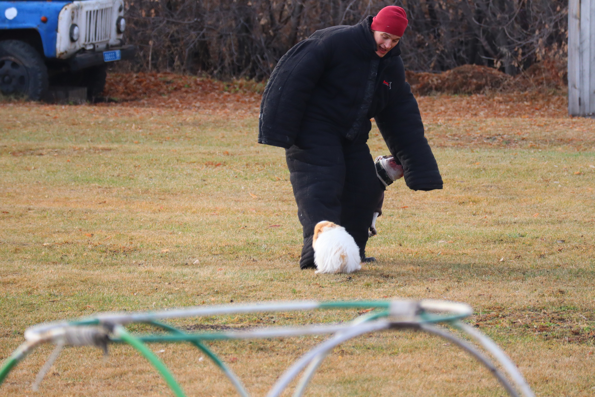 Dog training in Omsk OCSSSS 03.11.2024 - Dog, Puppies, Omsk, Training, Г“Г±Г±Г±, Friend, Care, Kindness, Dog breeding, Friends, Longpost