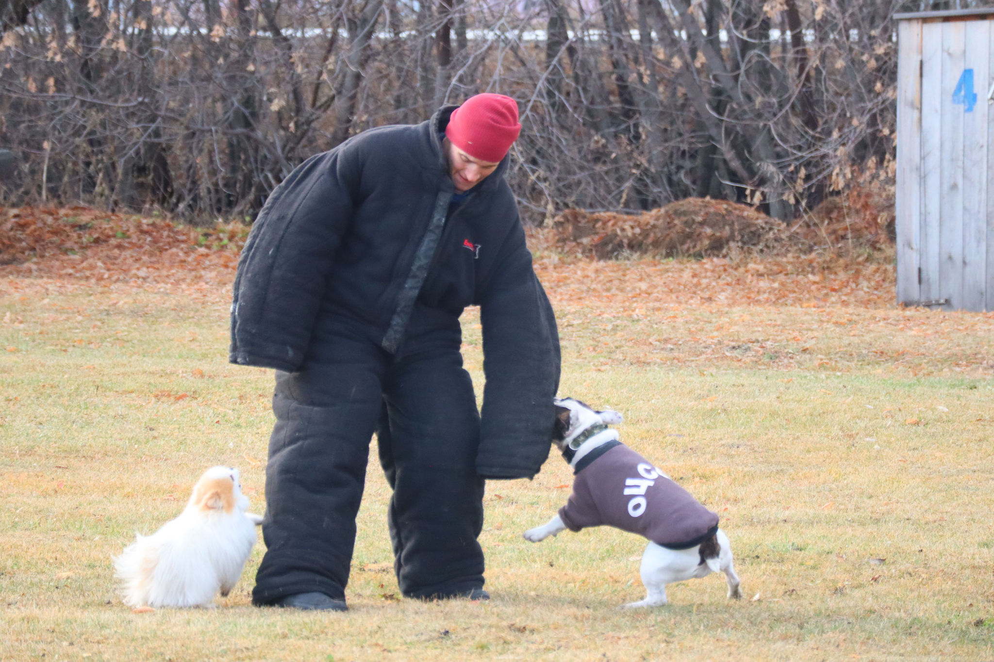 Dog training in Omsk OCSSSS 03.11.2024 - Dog, Puppies, Omsk, Training, Г“Г±Г±Г±, Friend, Care, Kindness, Dog breeding, Friends, Longpost