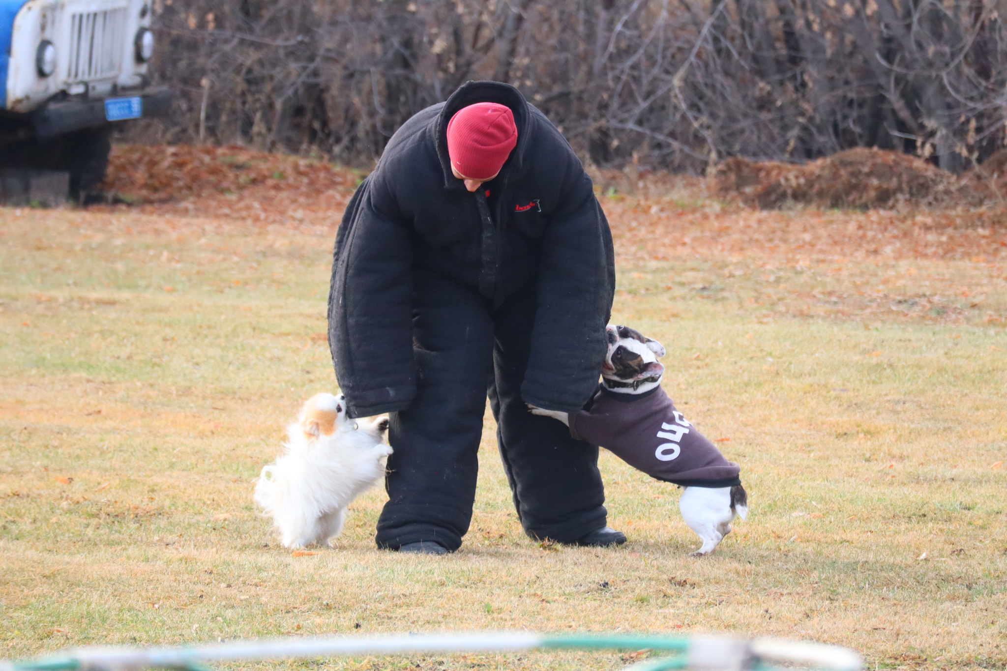 Dog training in Omsk OCSSSS 03.11.2024 - Dog, Puppies, Omsk, Training, Г“Г±Г±Г±, Friend, Care, Kindness, Dog breeding, Friends, Longpost