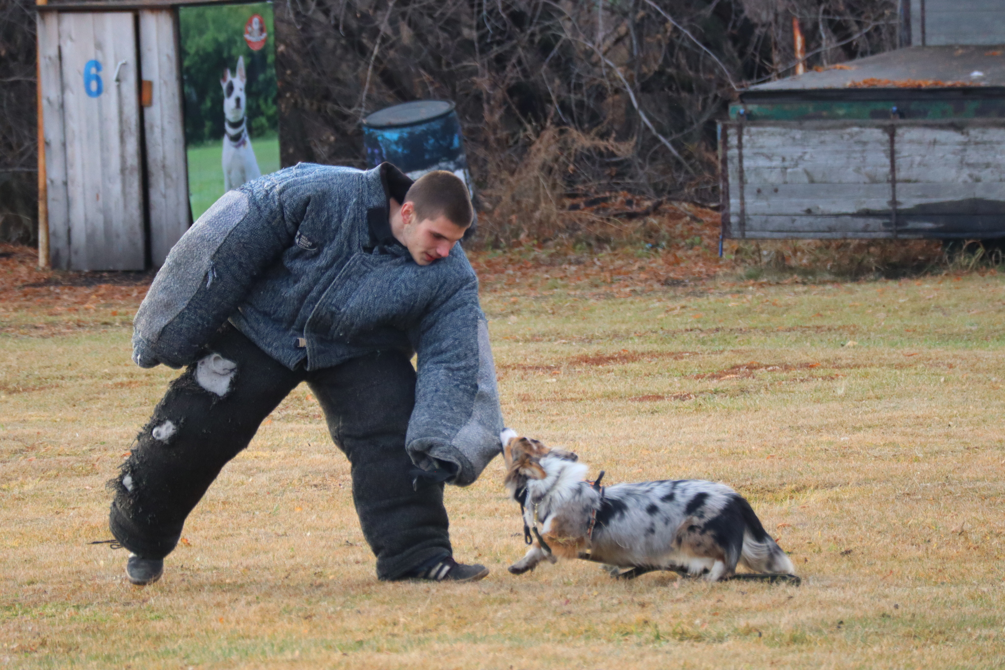 Dog training in Omsk OCSSSS 03.11.2024 - Dog, Puppies, Omsk, Training, Г“Г±Г±Г±, Friend, Care, Kindness, Dog breeding, Friends, Longpost