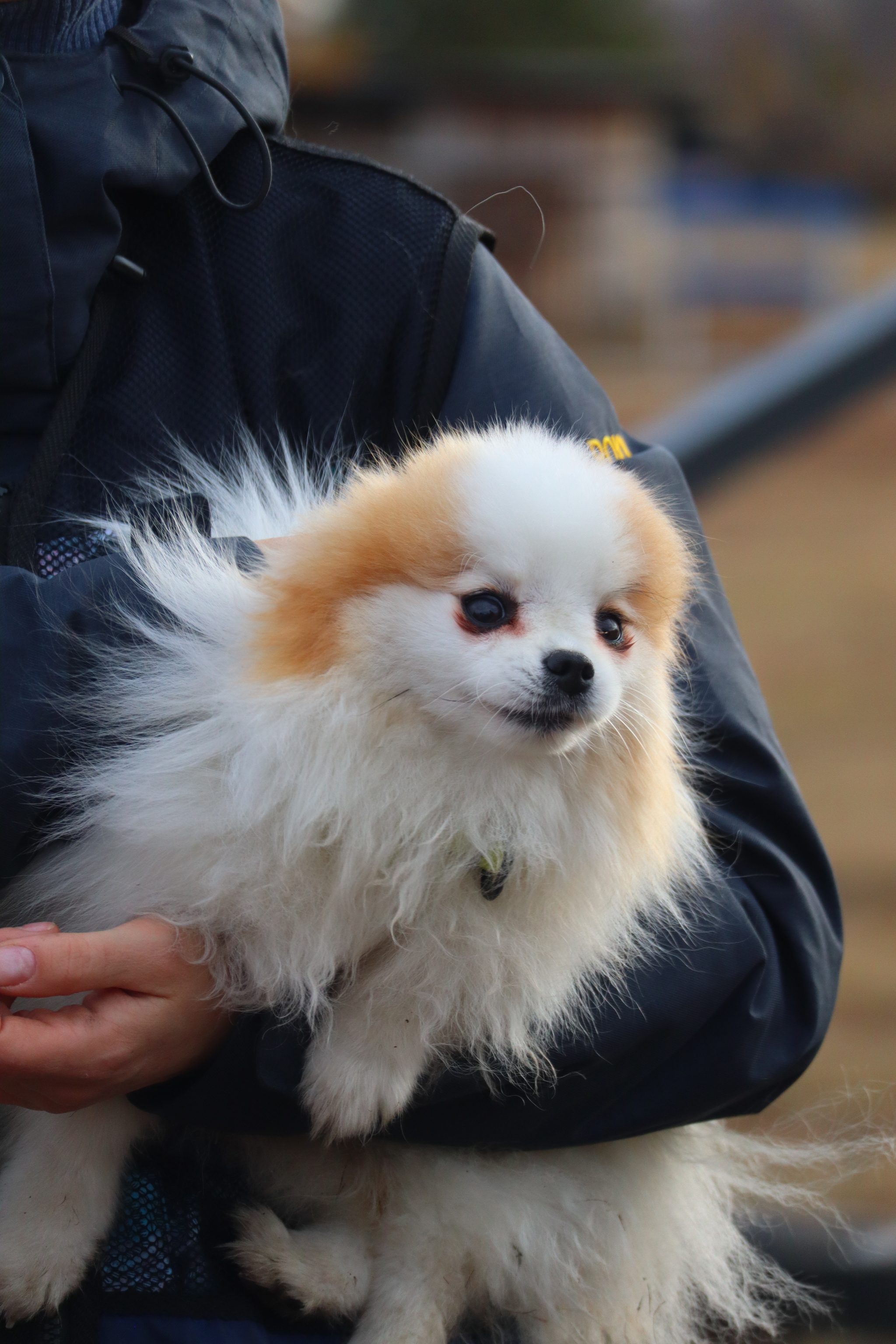 Dog training in Omsk OCSSSS 03.11.2024 - Dog, Puppies, Omsk, Training, Г“Г±Г±Г±, Friend, Care, Kindness, Dog breeding, Friends, Longpost