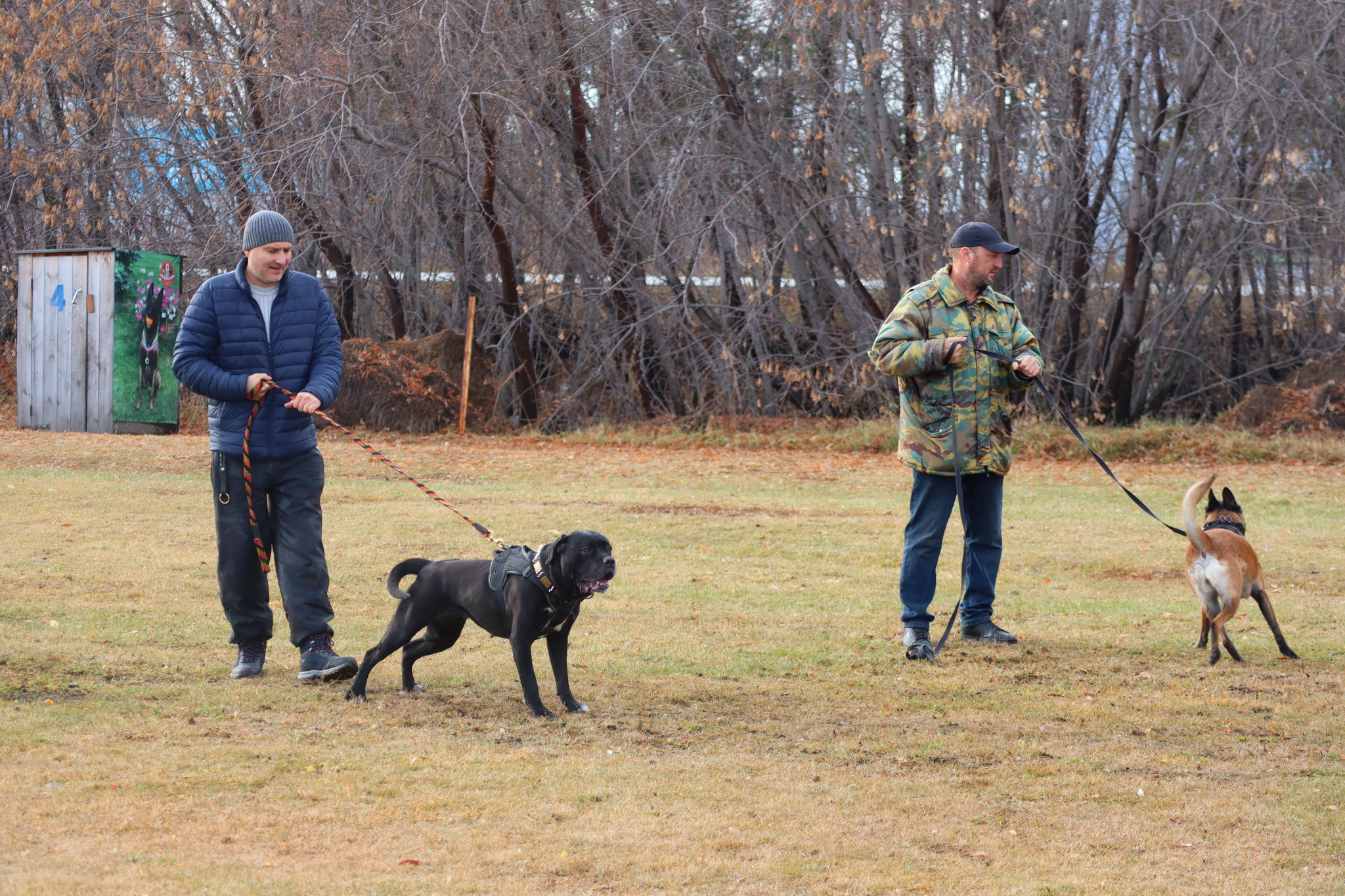 Dog training in Omsk OCSSSS 03.11.2024 - Dog, Puppies, Omsk, Training, Г“Г±Г±Г±, Friend, Care, Kindness, Dog breeding, Friends, Longpost