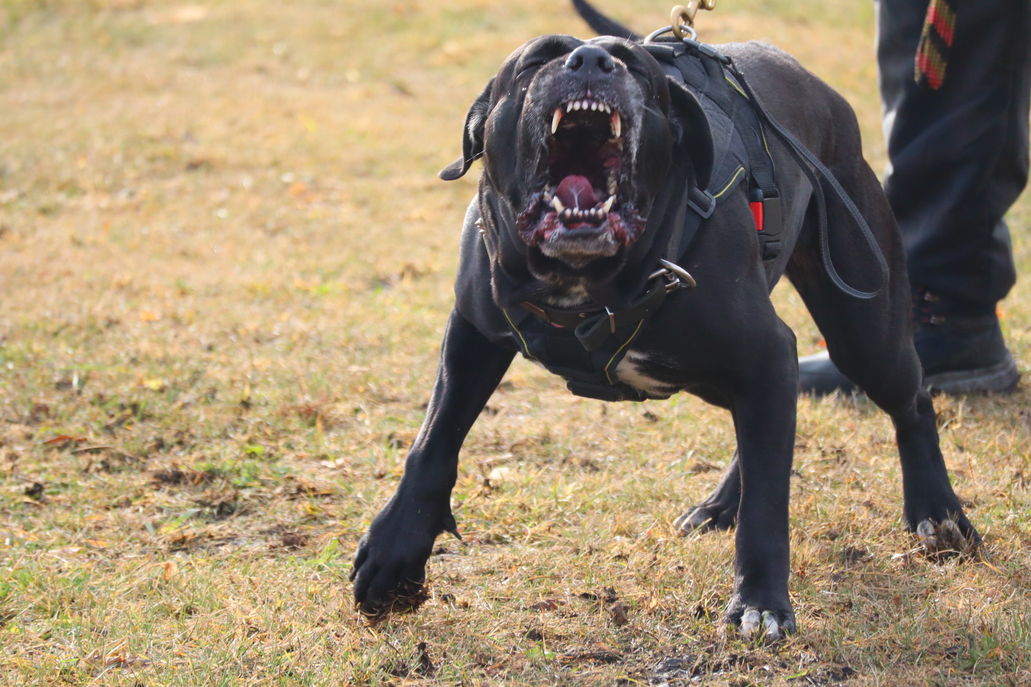 Dog training in Omsk OCSSSS 03.11.2024 - Dog, Puppies, Omsk, Training, Г“Г±Г±Г±, Friend, Care, Kindness, Dog breeding, Friends, Longpost