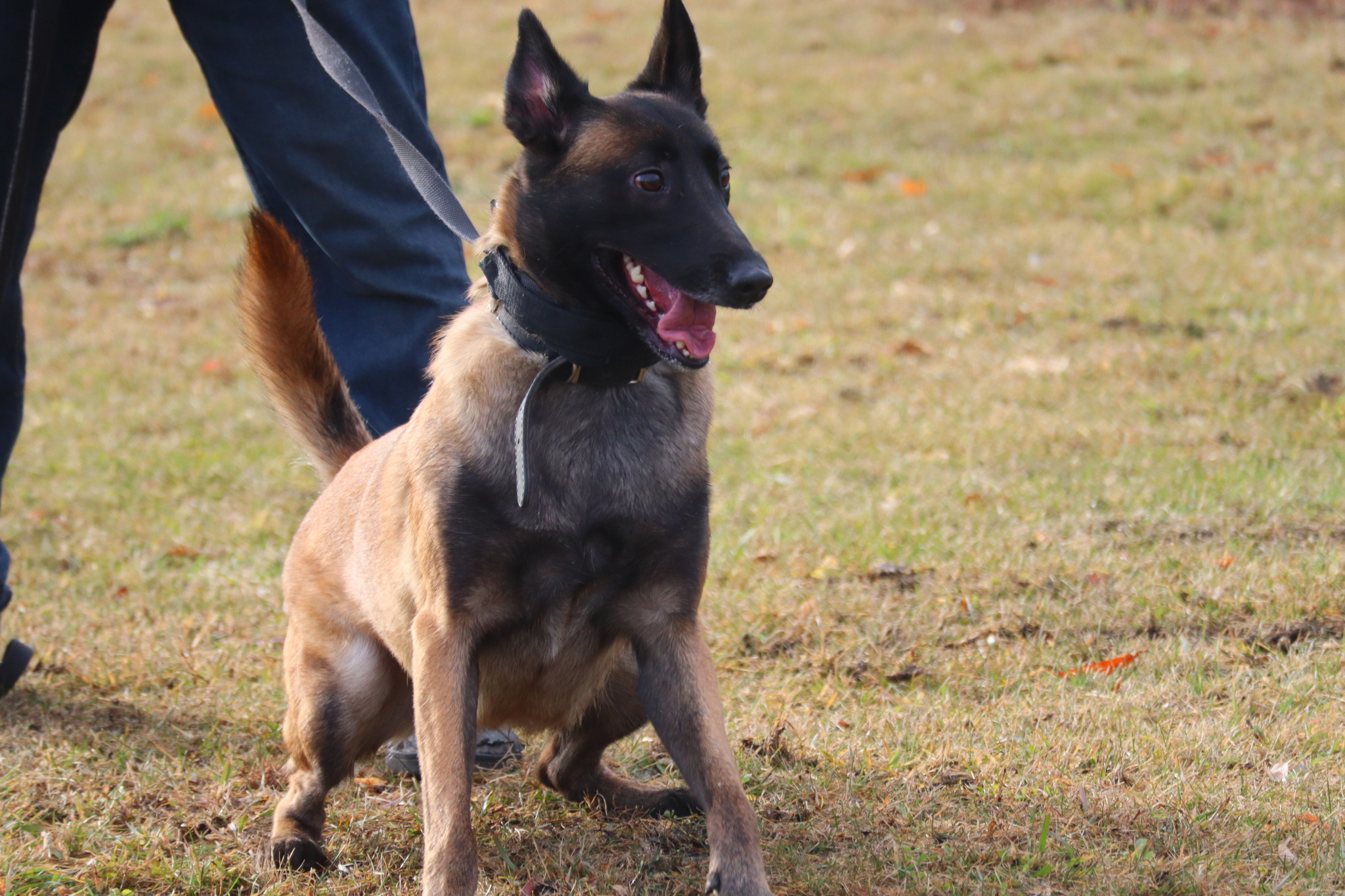 Dog training in Omsk OCSSSS 03.11.2024 - Dog, Puppies, Omsk, Training, Г“Г±Г±Г±, Friend, Care, Kindness, Dog breeding, Friends, Longpost