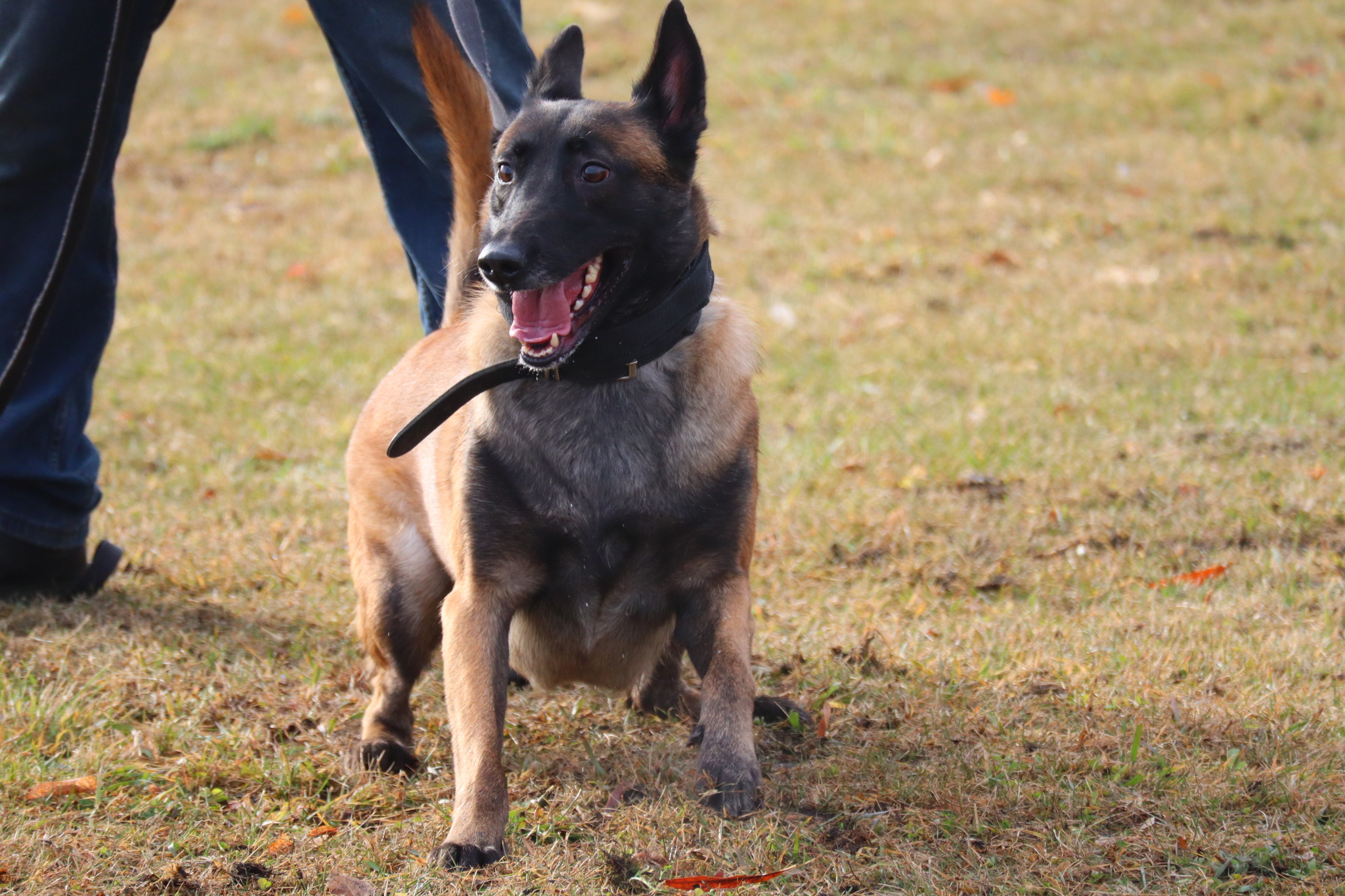 Dog training in Omsk OCSSSS 03.11.2024 - Dog, Puppies, Omsk, Training, Г“Г±Г±Г±, Friend, Care, Kindness, Dog breeding, Friends, Longpost