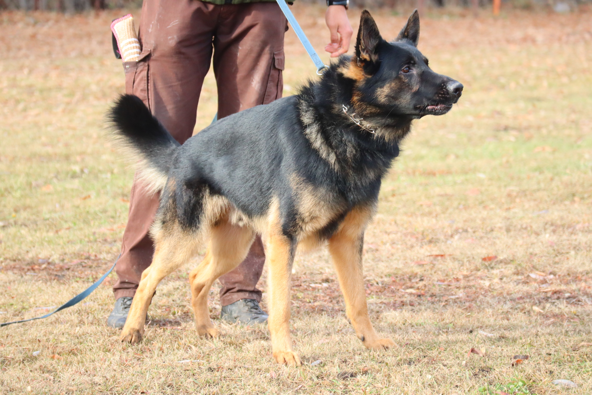 Dog training in Omsk OCSSSS 03.11.2024 - Dog, Puppies, Omsk, Training, Г“Г±Г±Г±, Friend, Care, Kindness, Dog breeding, Friends, Longpost