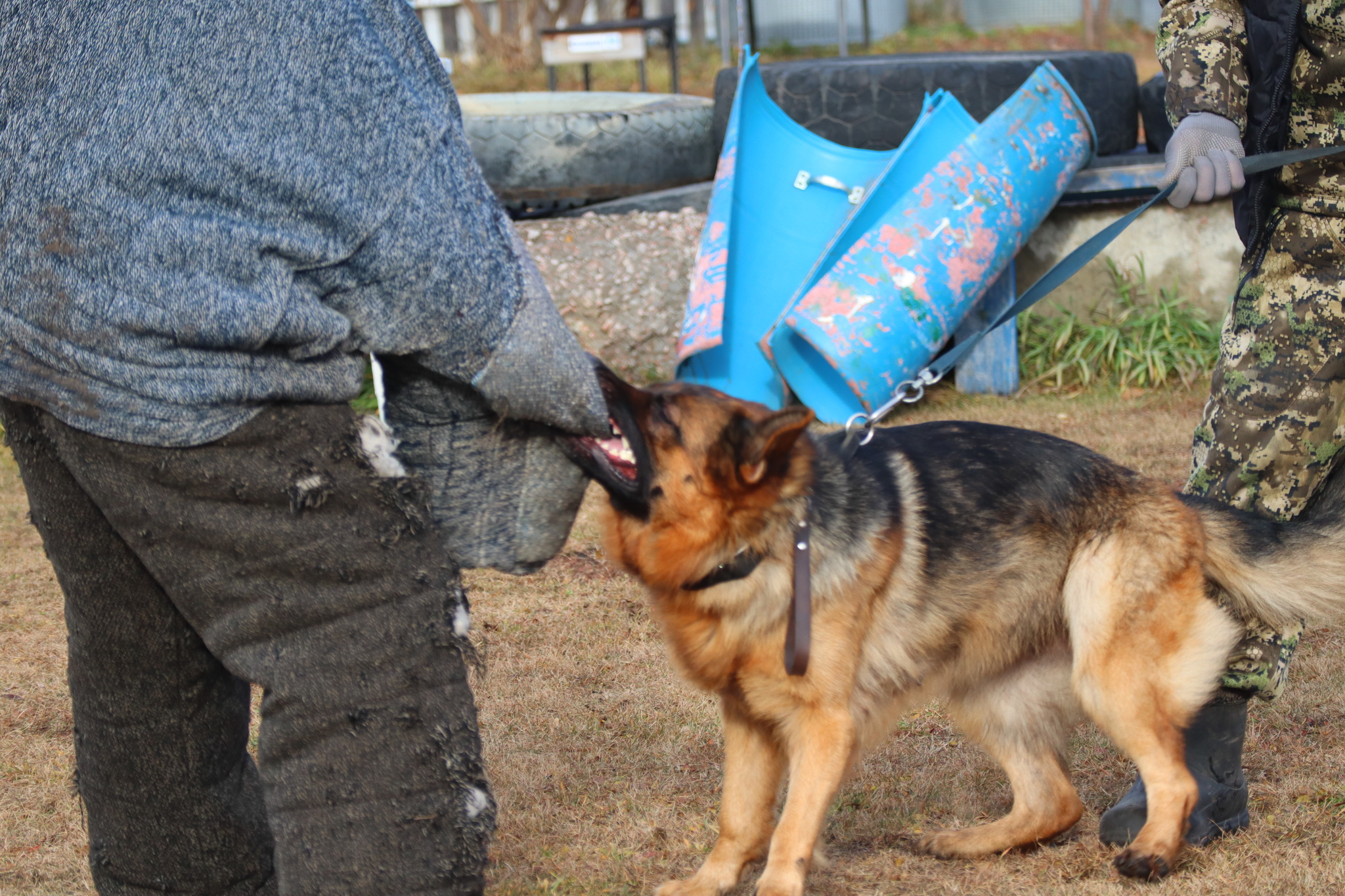 Dog training in Omsk OCSSSS 03.11.2024 - Dog, Puppies, Omsk, Training, Г“Г±Г±Г±, Friend, Care, Kindness, Dog breeding, Friends, Longpost