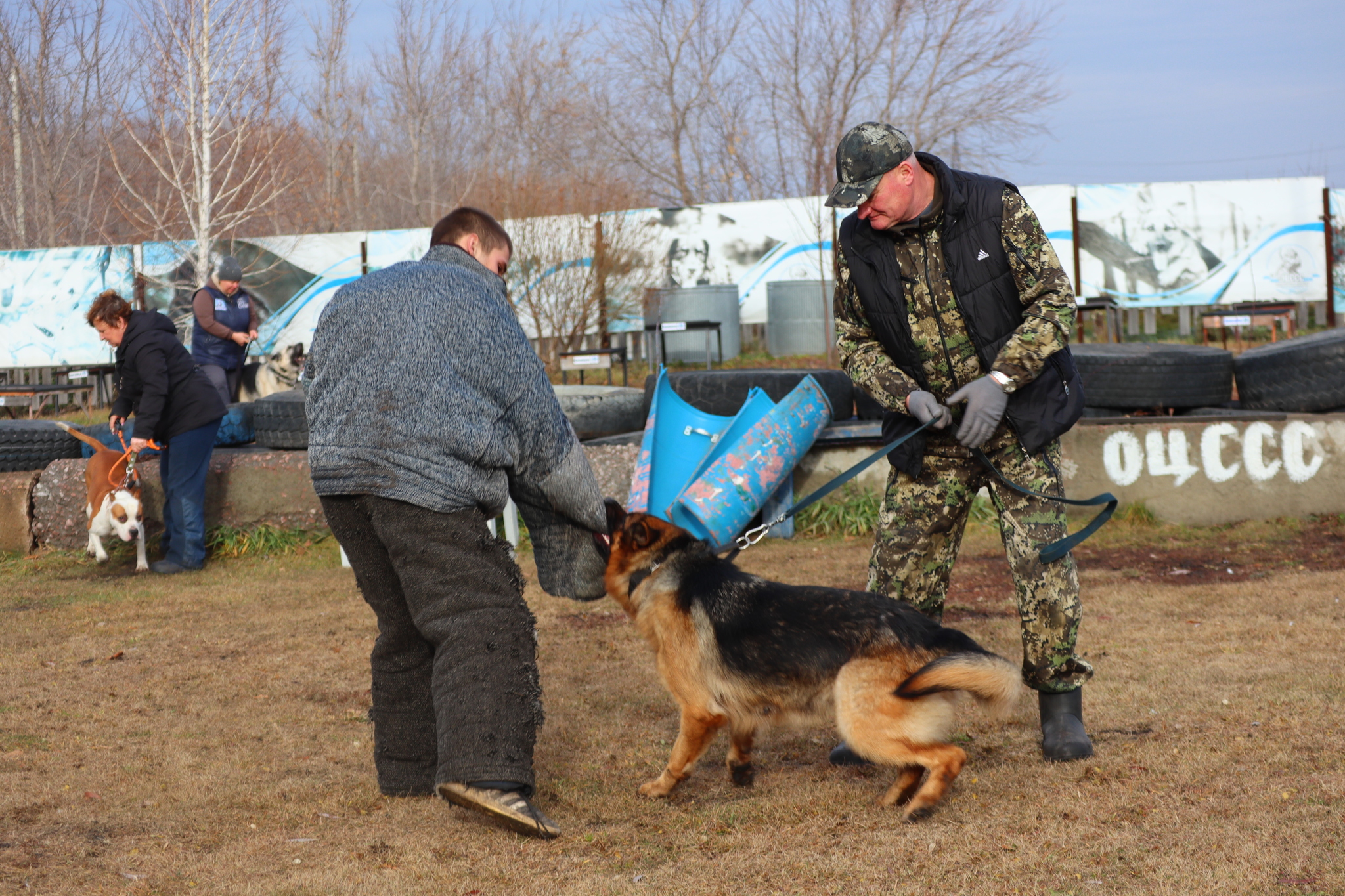 Dog training in Omsk OCSSSS 03.11.2024 - Dog, Puppies, Omsk, Training, Г“Г±Г±Г±, Friend, Care, Kindness, Dog breeding, Friends, Longpost