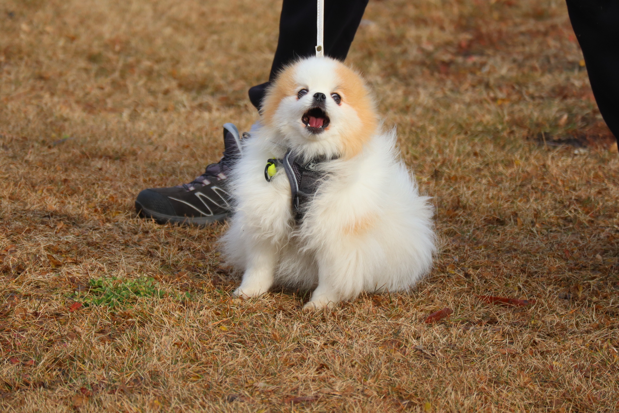 Dog training in Omsk OCSSSS 03.11.2024 - Dog, Puppies, Omsk, Training, Г“Г±Г±Г±, Friend, Care, Kindness, Dog breeding, Friends, Longpost