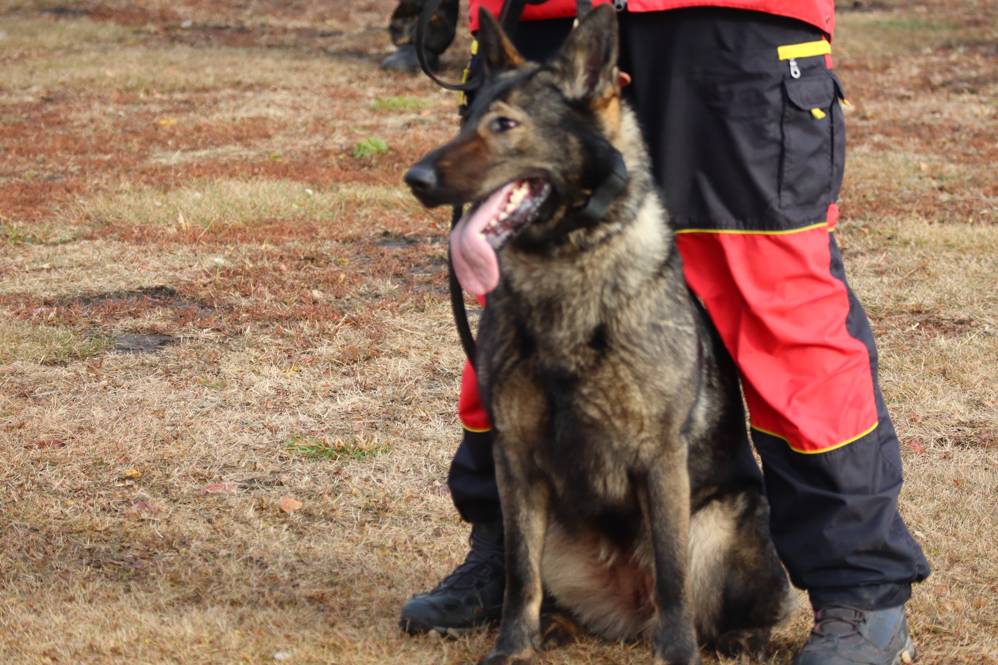 Dog training in Omsk OCSSSS 03.11.2024 - Dog, Puppies, Omsk, Training, Г“Г±Г±Г±, Friend, Care, Kindness, Dog breeding, Friends, Longpost