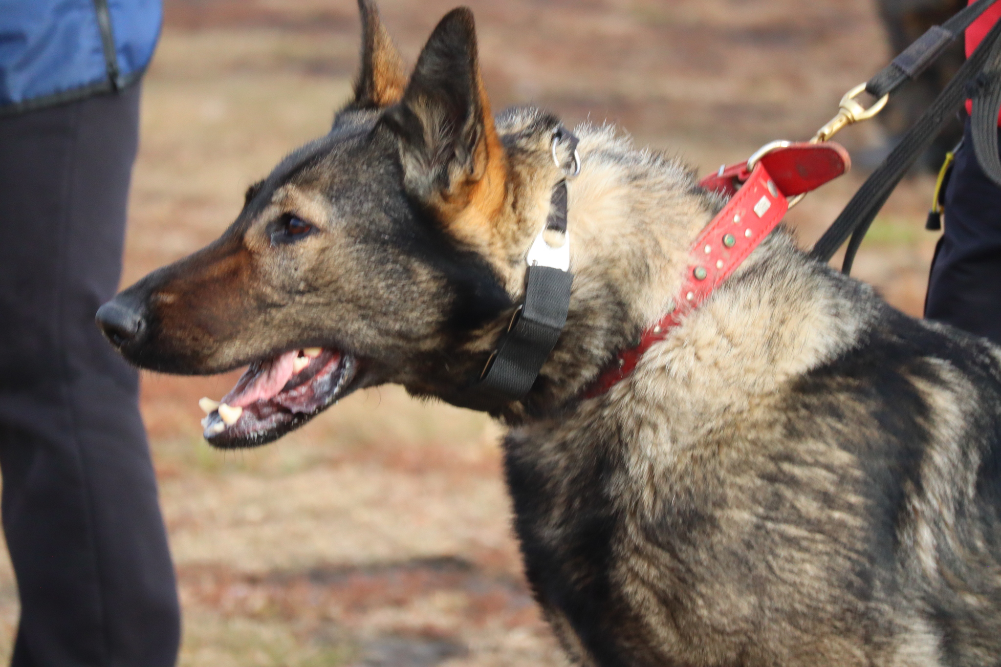 Dog training in Omsk OCSSSS 03.11.2024 - Dog, Puppies, Omsk, Training, Г“Г±Г±Г±, Friend, Care, Kindness, Dog breeding, Friends, Longpost