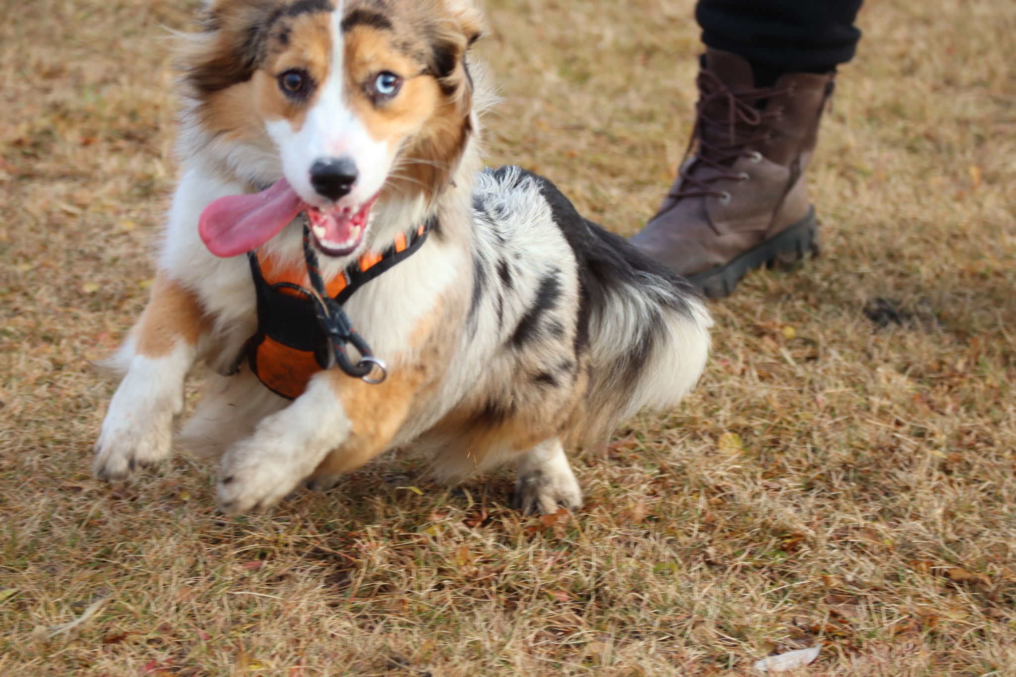 Dog training in Omsk OCSSSS 03.11.2024 - Dog, Puppies, Omsk, Training, Г“Г±Г±Г±, Friend, Care, Kindness, Dog breeding, Friends, Longpost